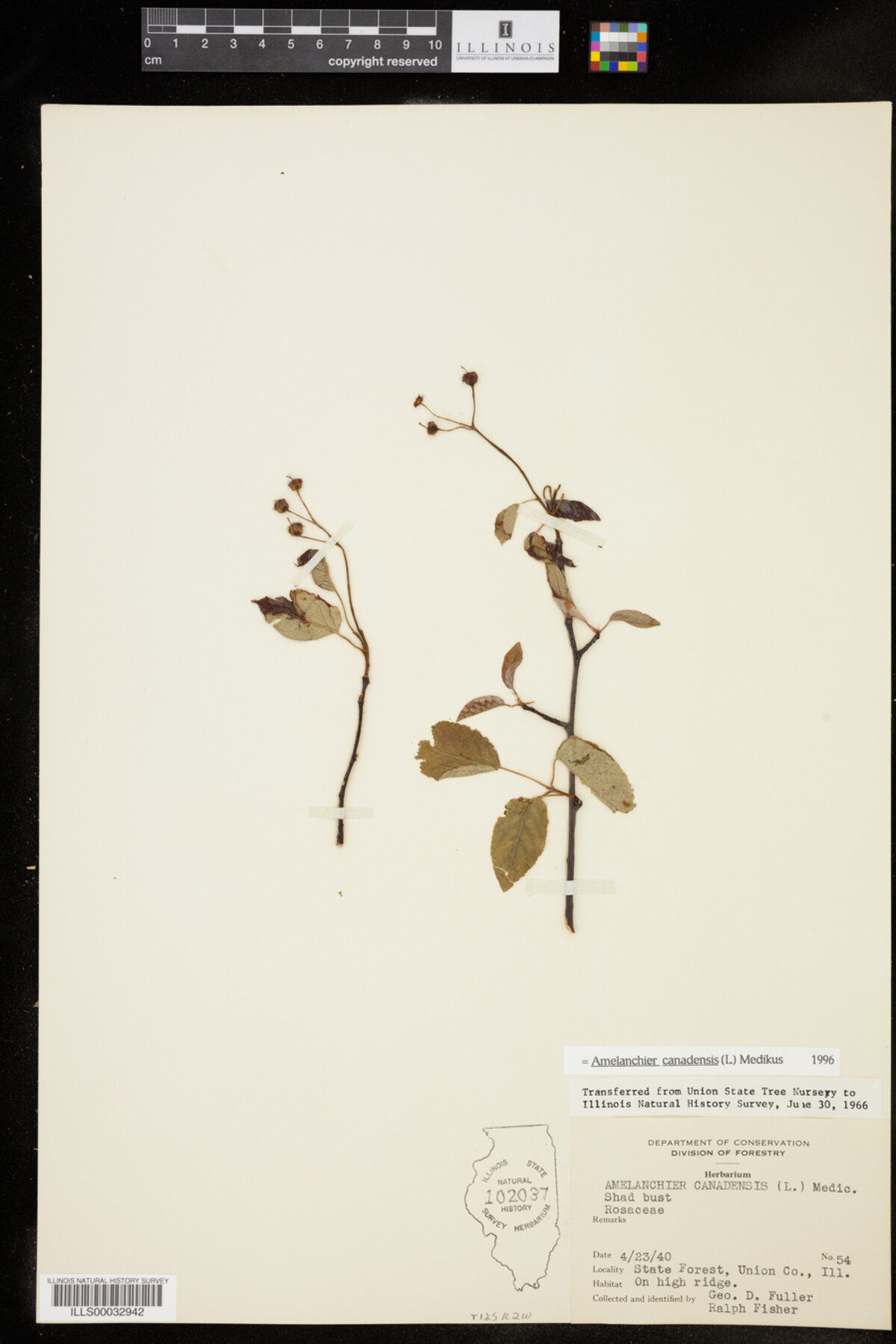 Amelanchier canadensis image