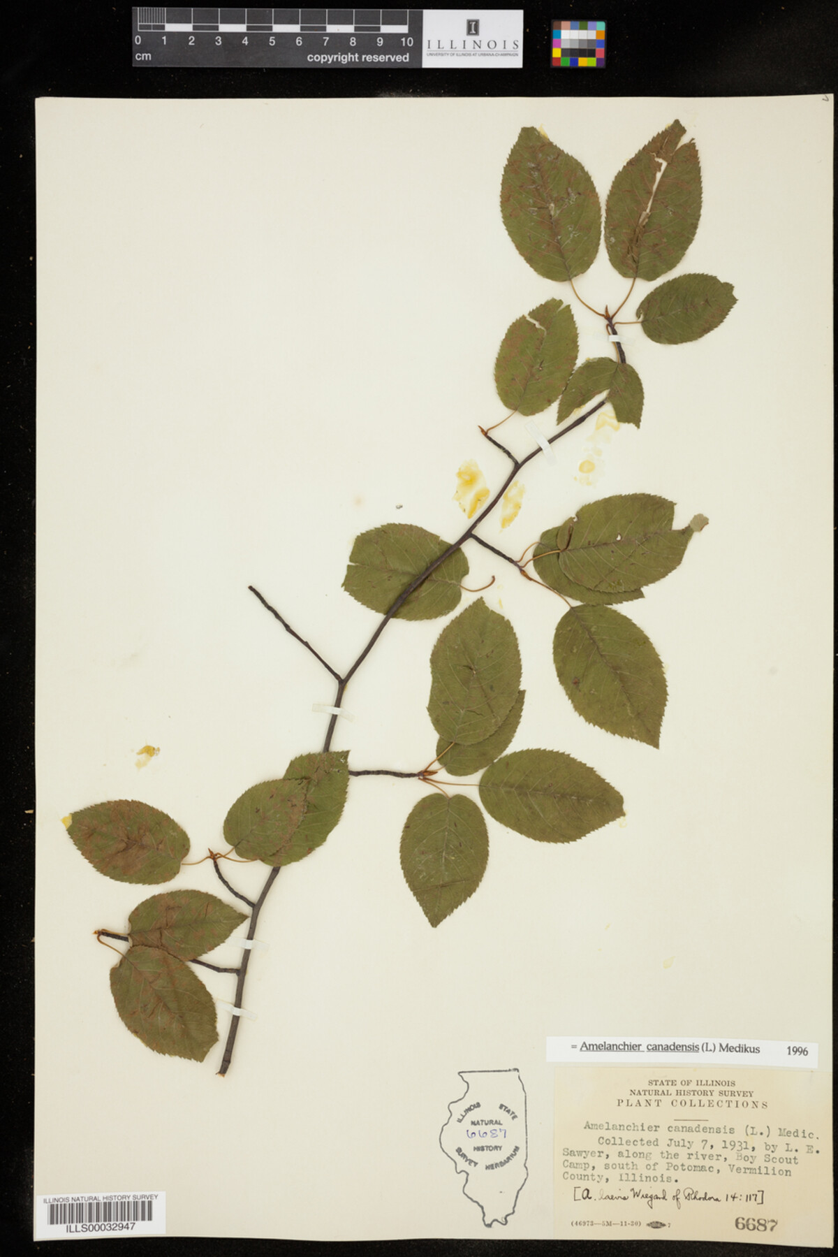 Amelanchier canadensis image