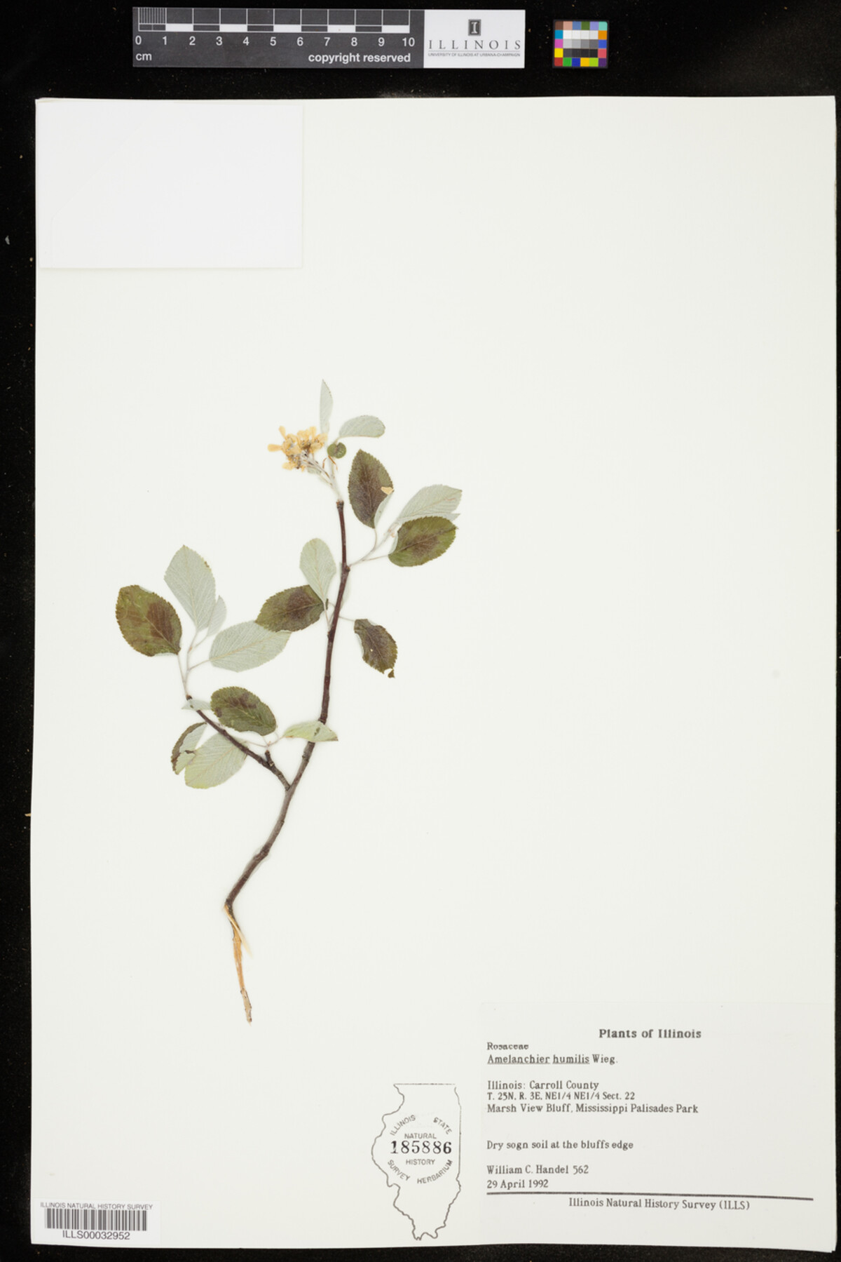 Amelanchier humilis image