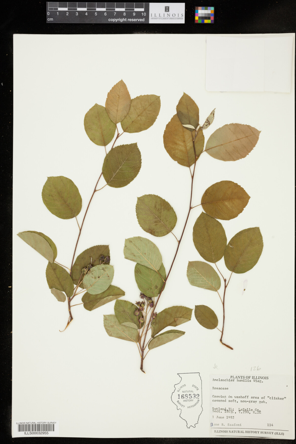 Amelanchier humilis image