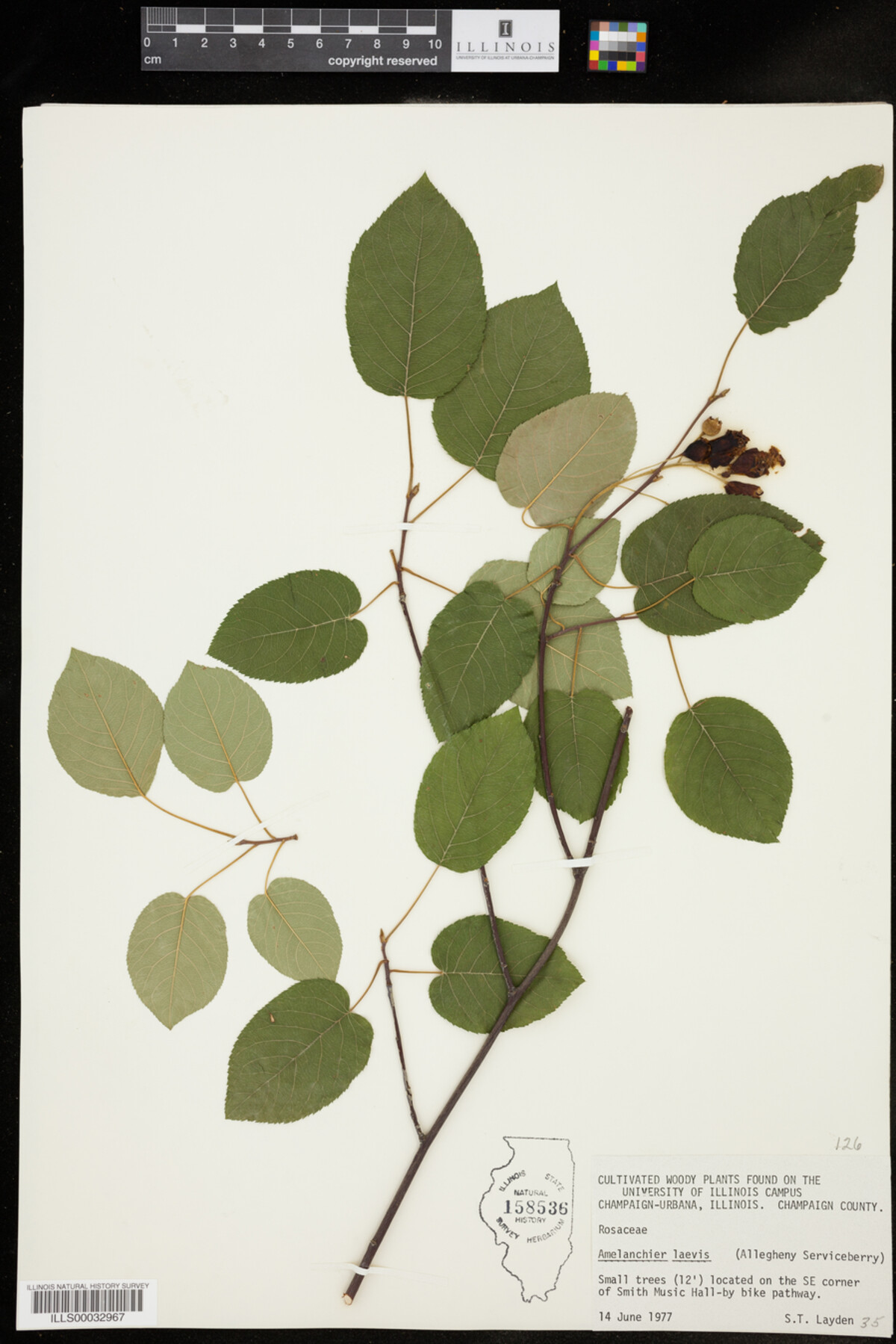 Amelanchier laevis image
