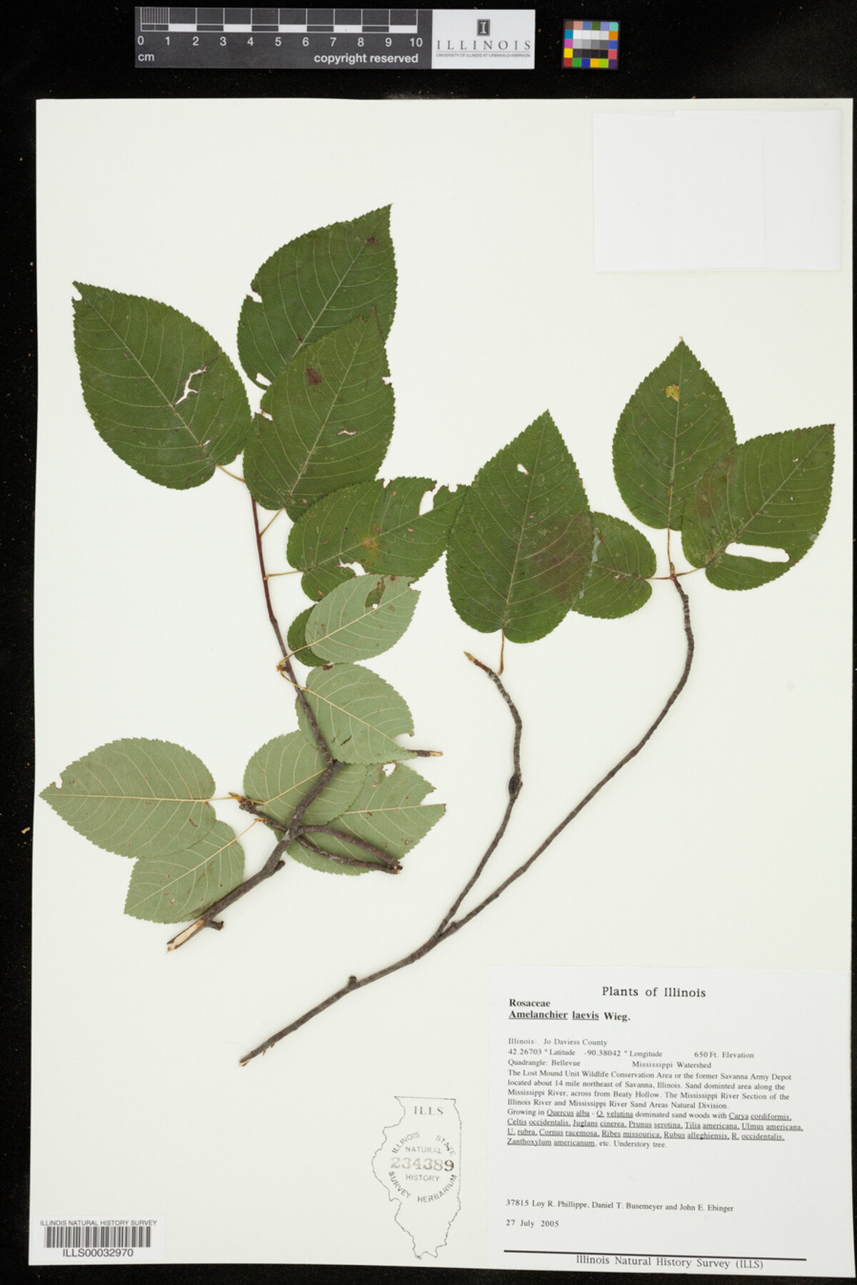 Amelanchier laevis image
