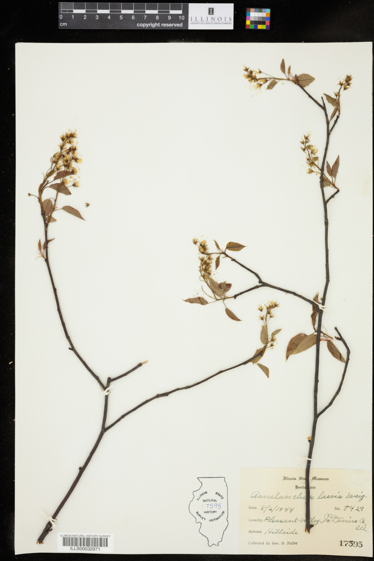 Amelanchier laevis image