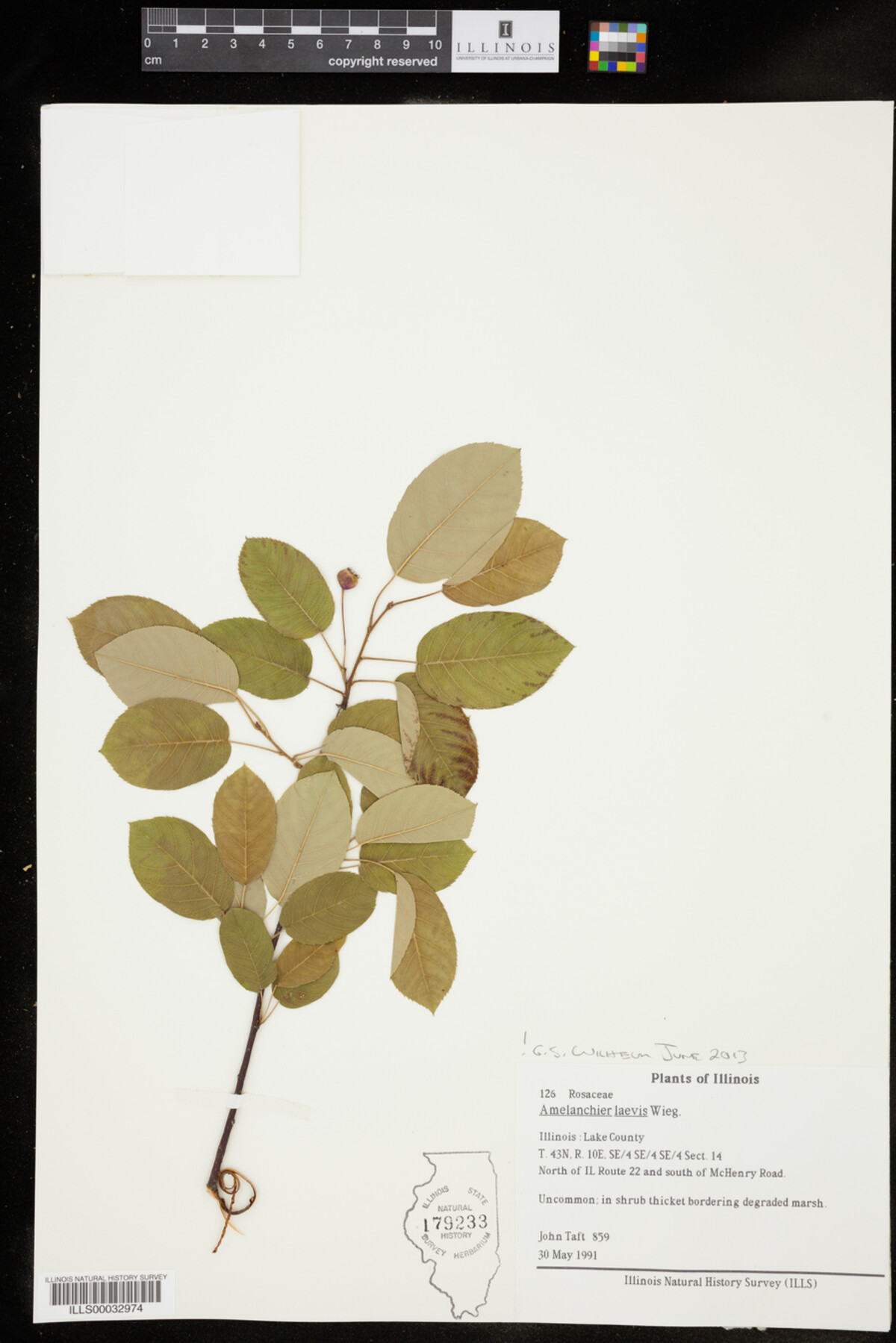 Amelanchier image