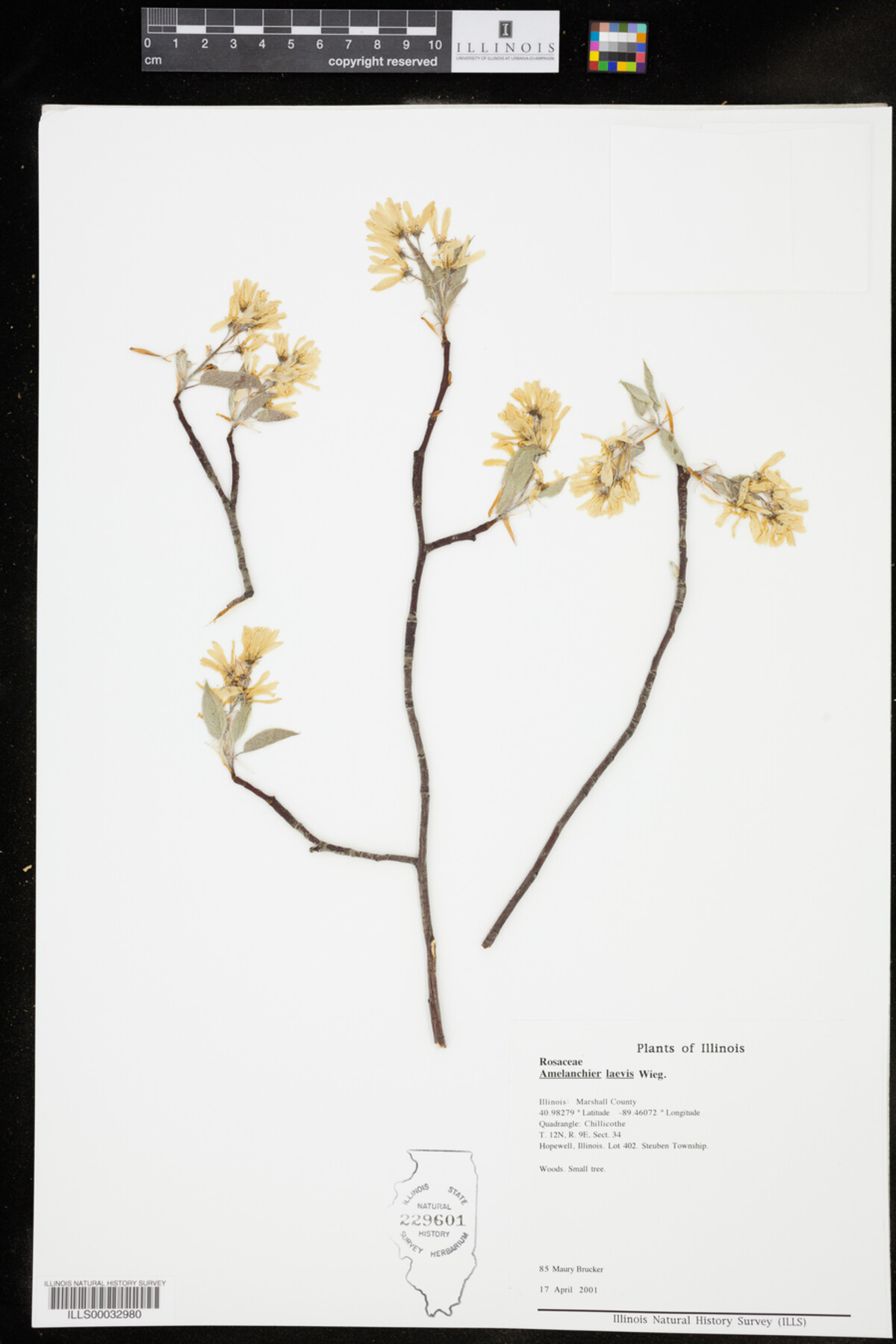 Amelanchier laevis image