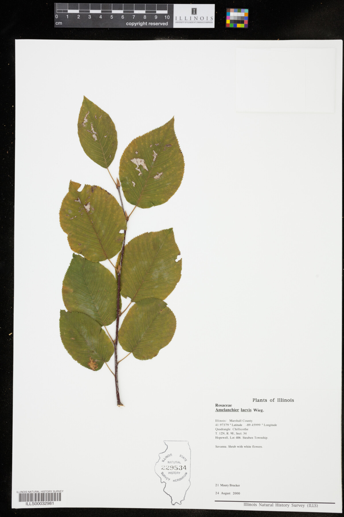 Amelanchier laevis image