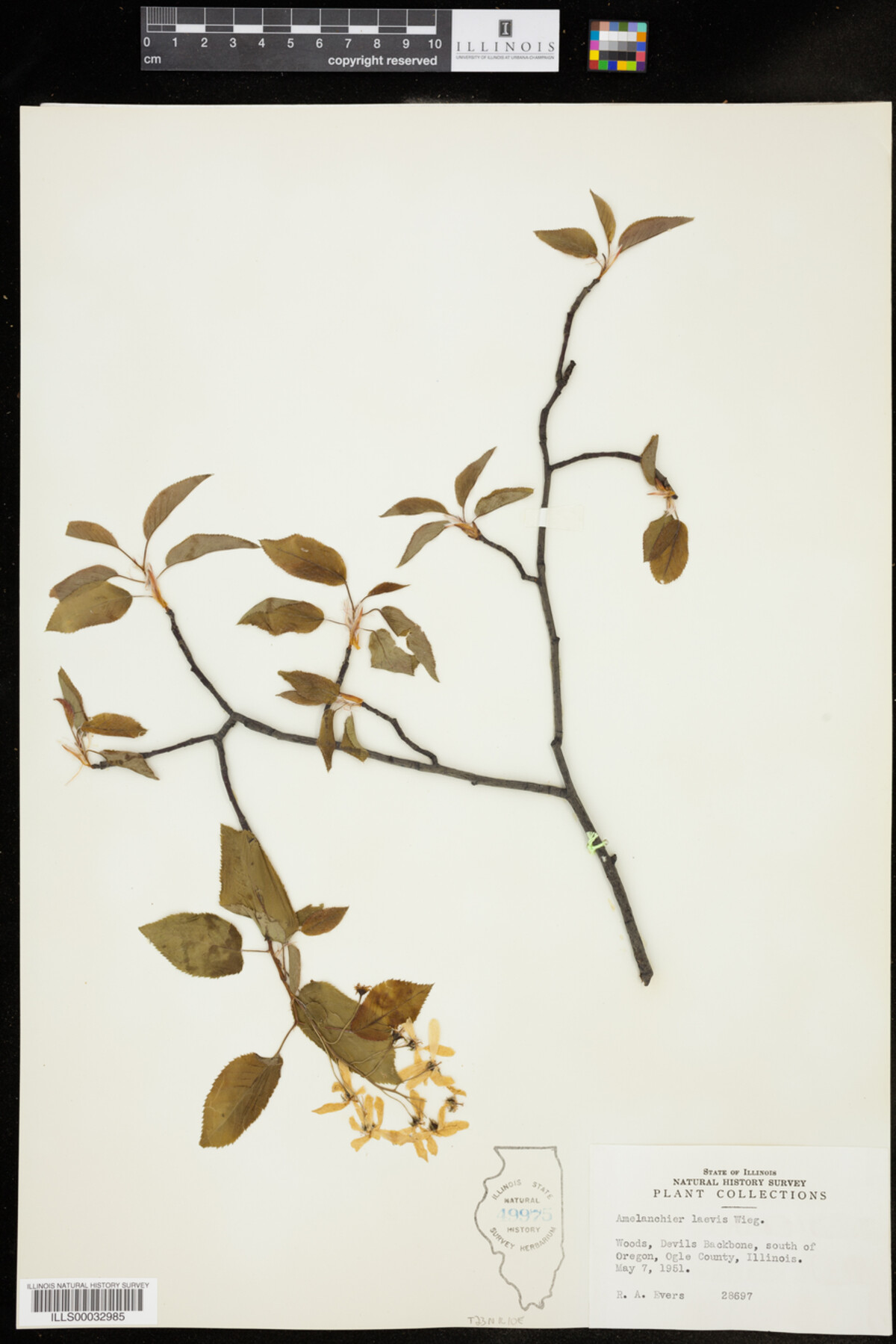 Amelanchier laevis image