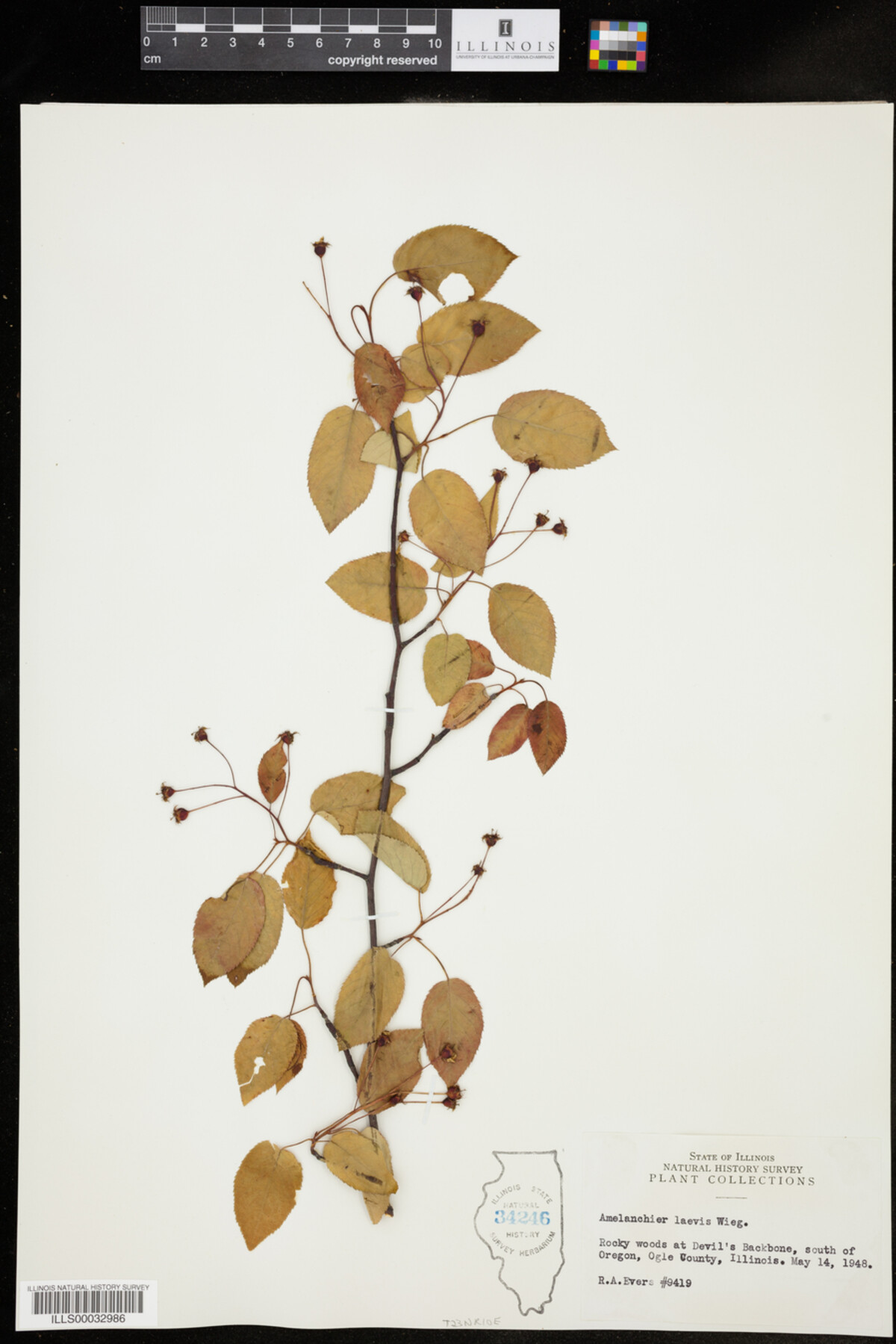 Amelanchier laevis image