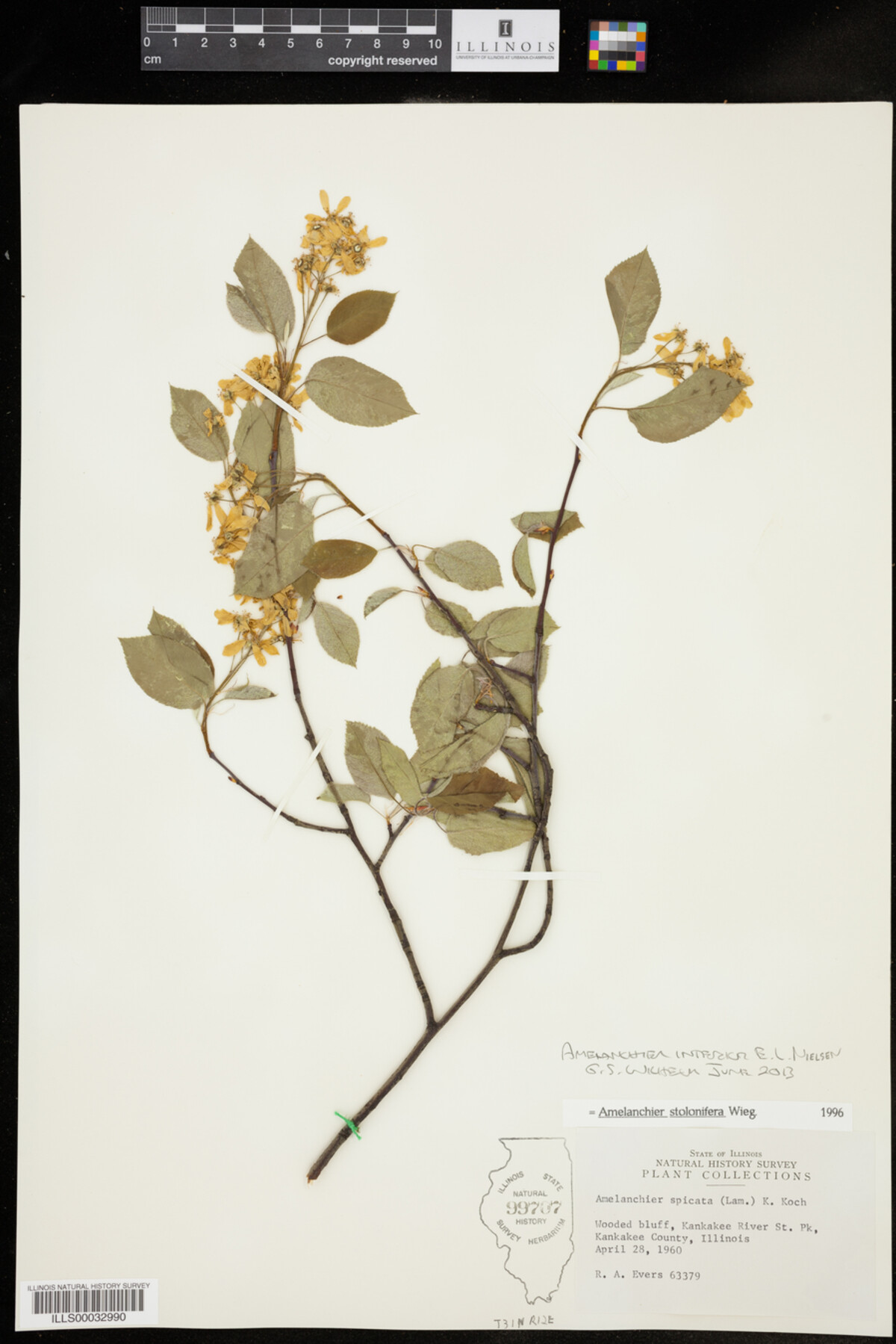 Amelanchier image