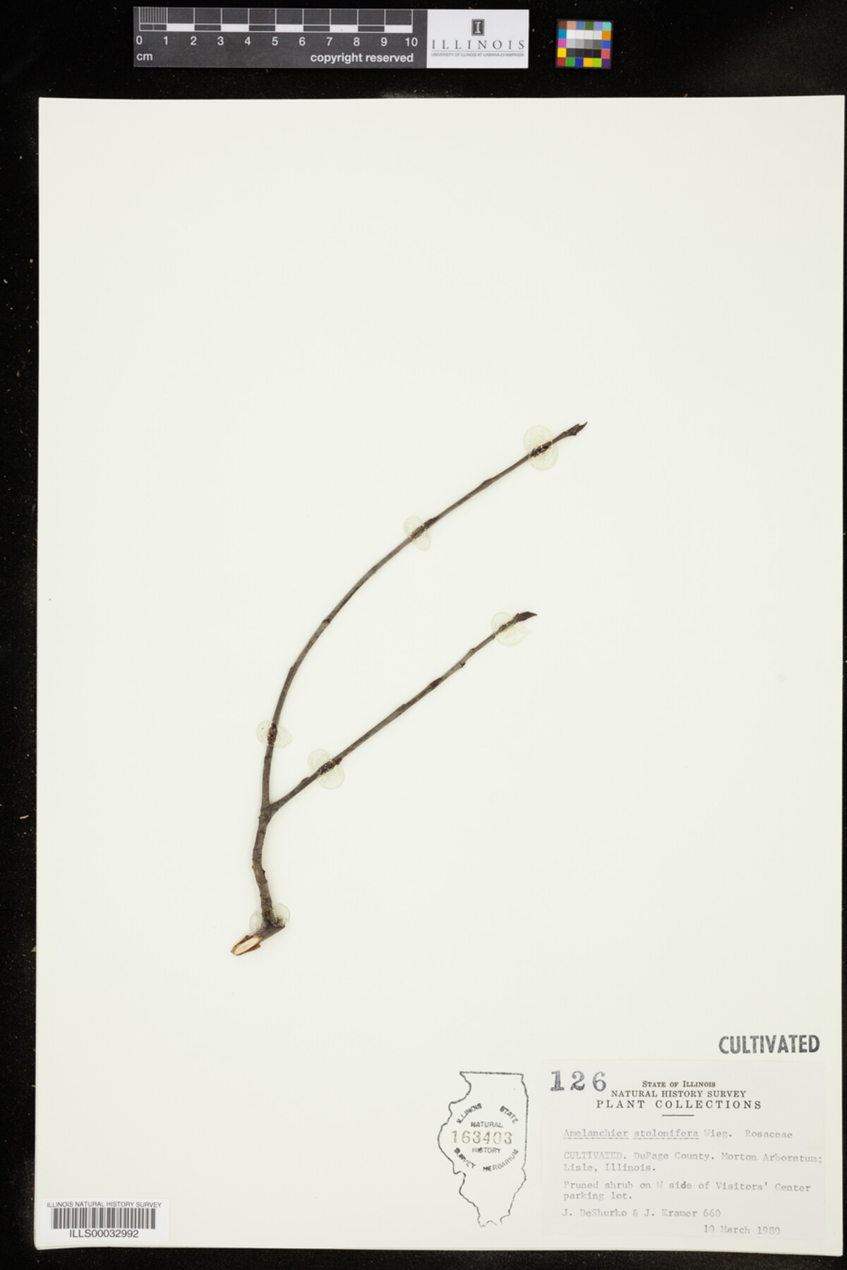 Amelanchier stolonifera image