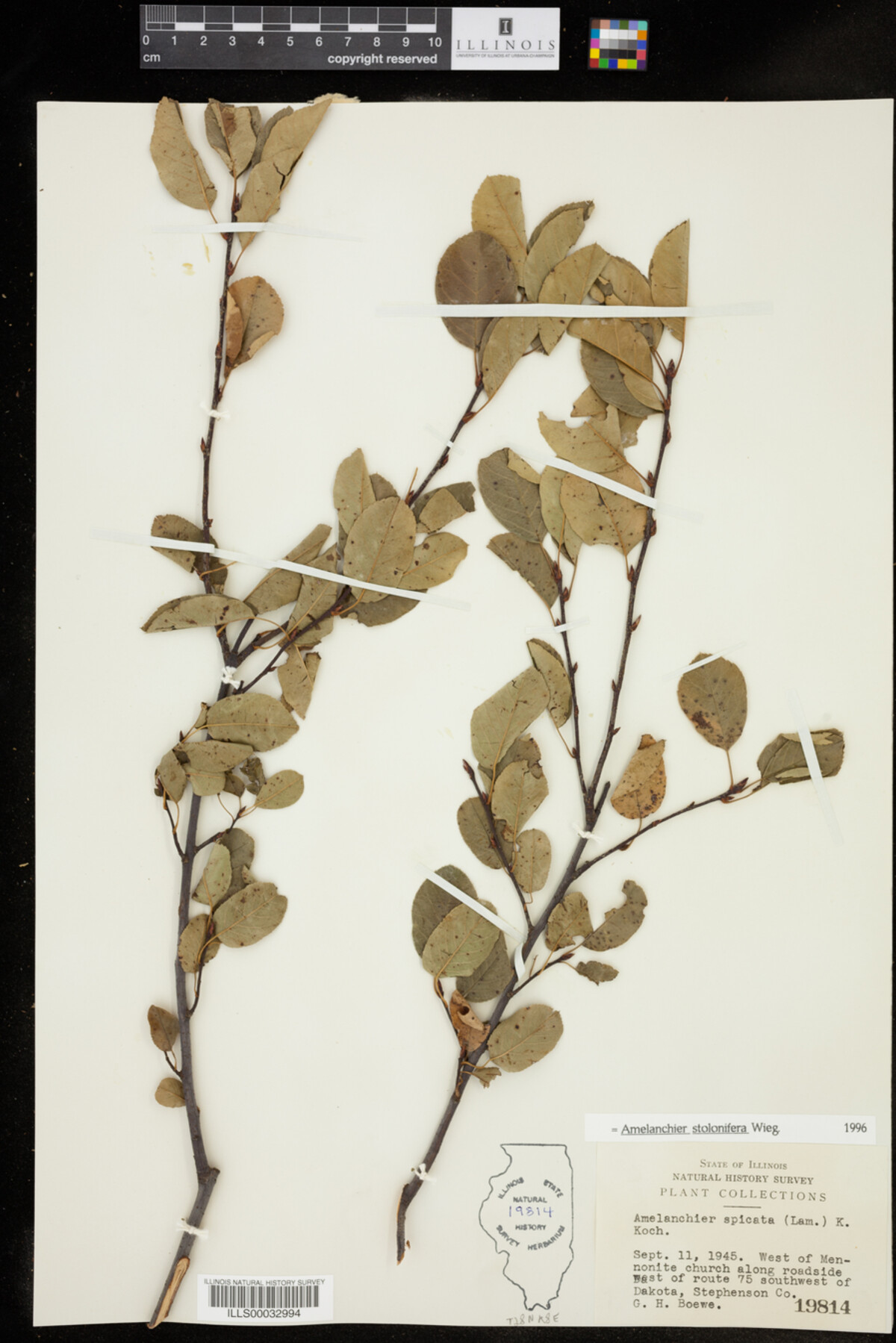 Amelanchier stolonifera image