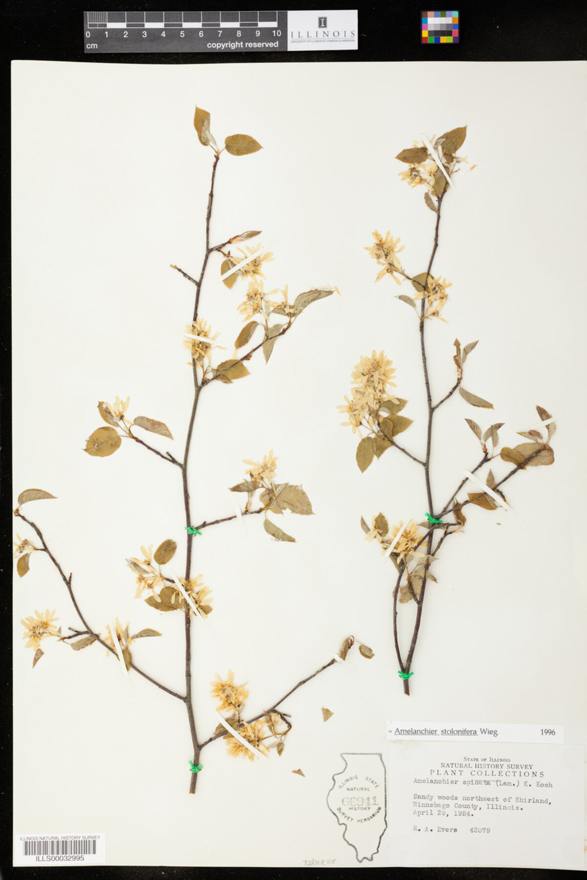 Amelanchier stolonifera image