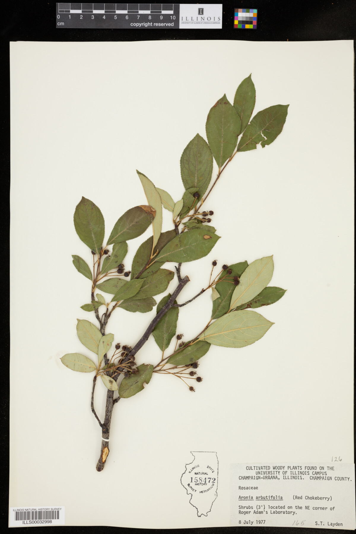 Aronia arbutifolia image