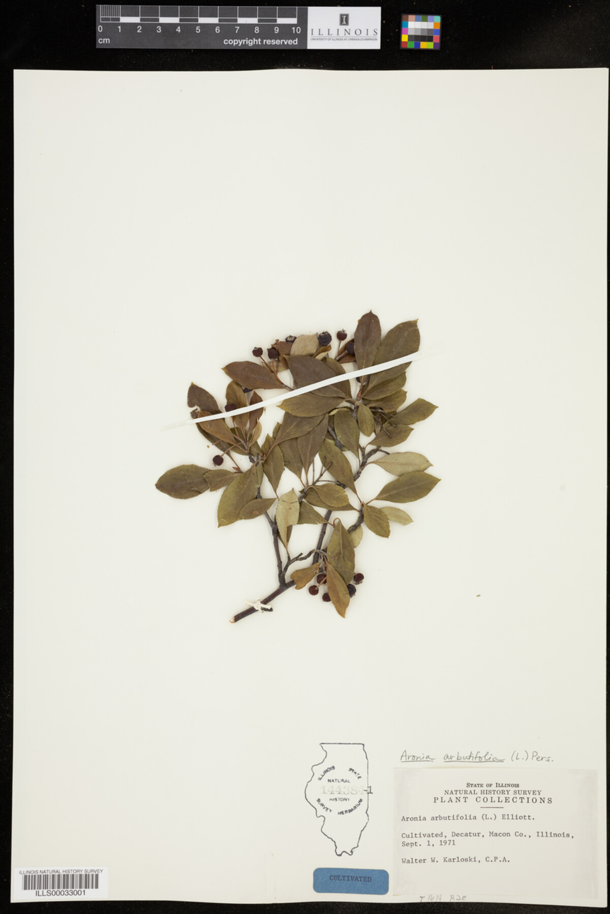 Aronia arbutifolia image