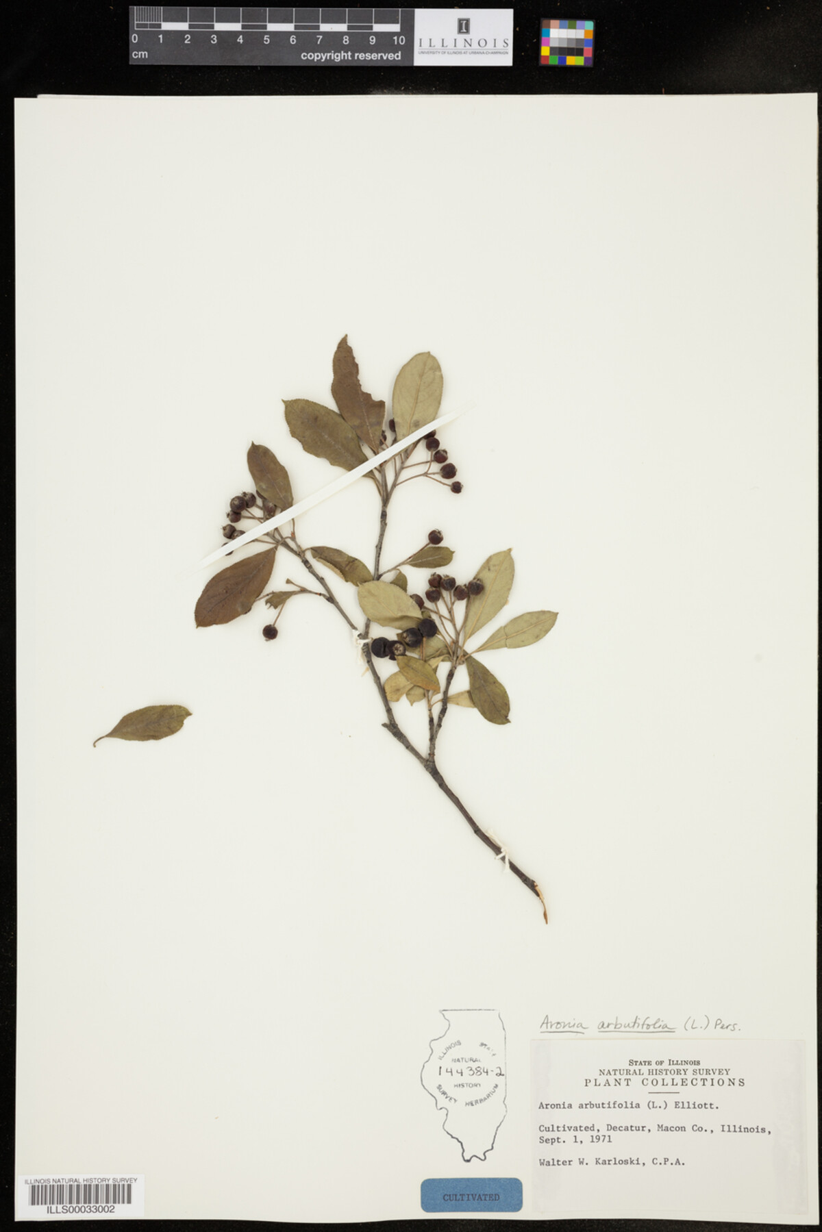 Aronia arbutifolia image