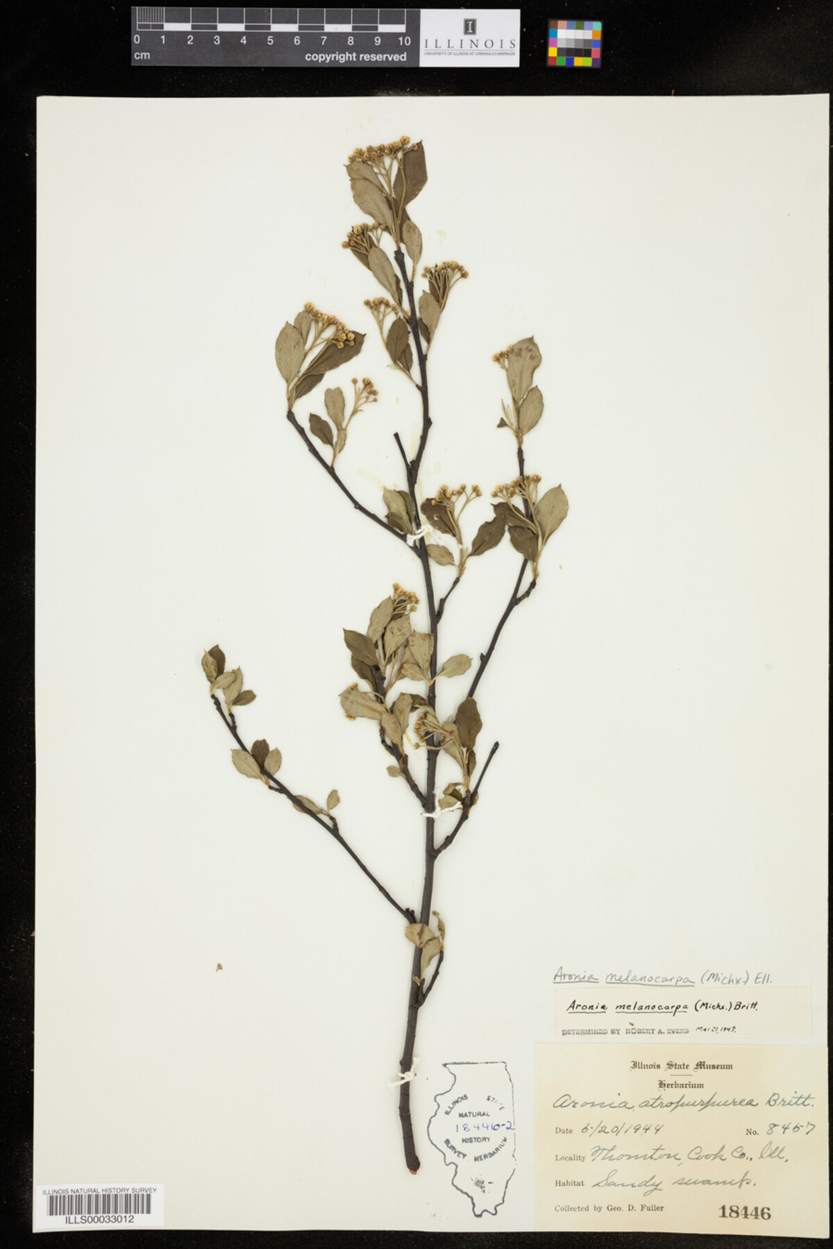 Aronia melanocarpa image