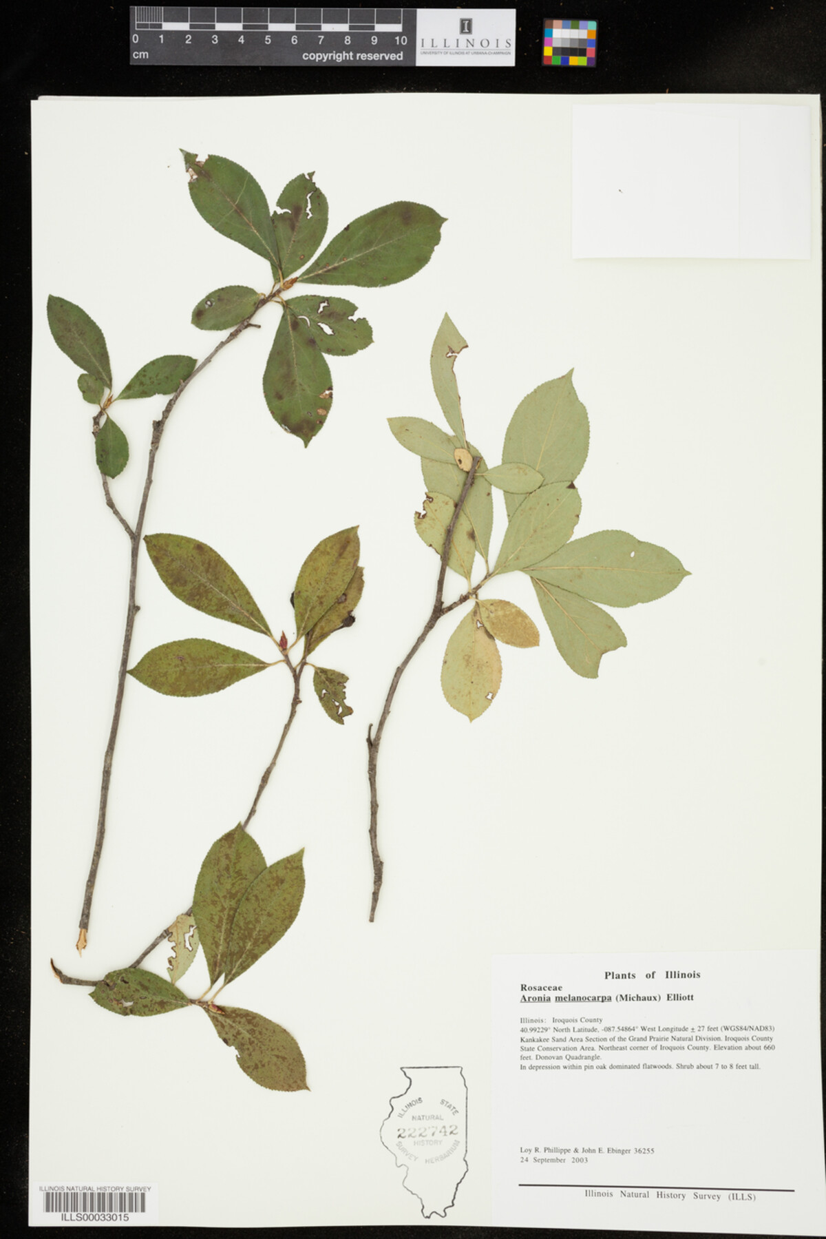 Aronia melanocarpa image