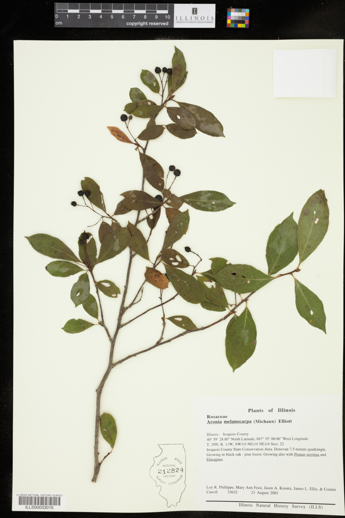 Aronia melanocarpa image