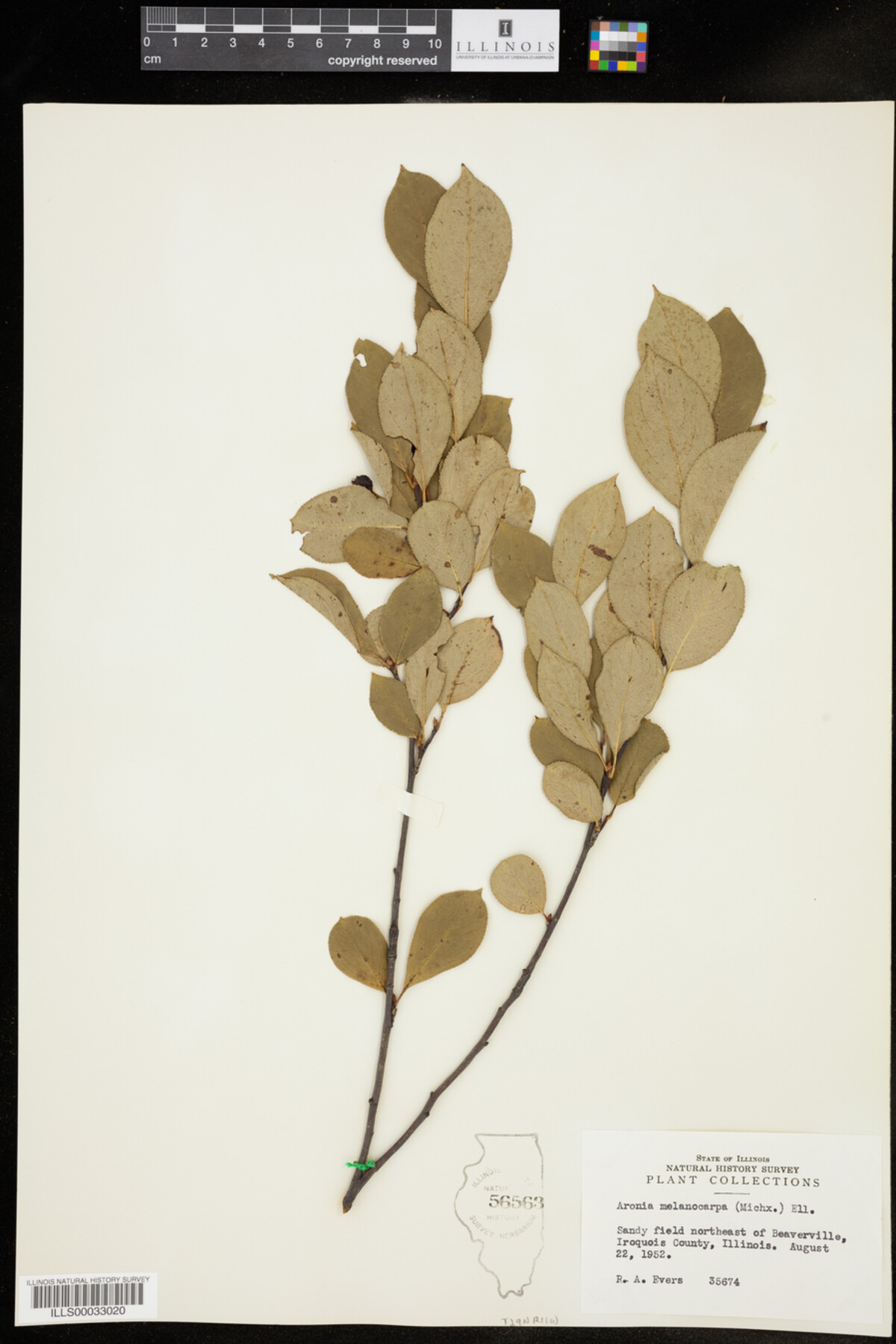 Aronia melanocarpa image