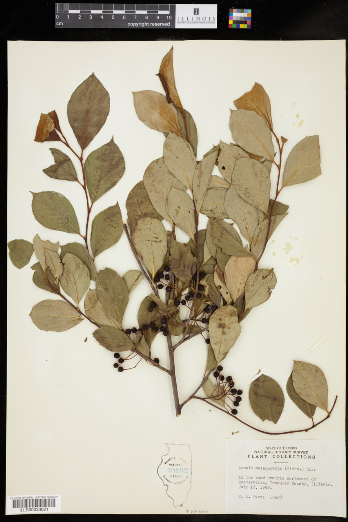 Aronia melanocarpa image