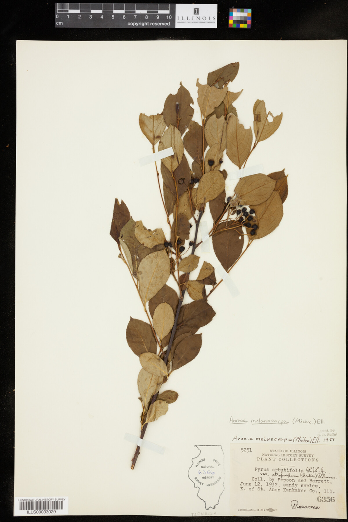 Aronia melanocarpa image