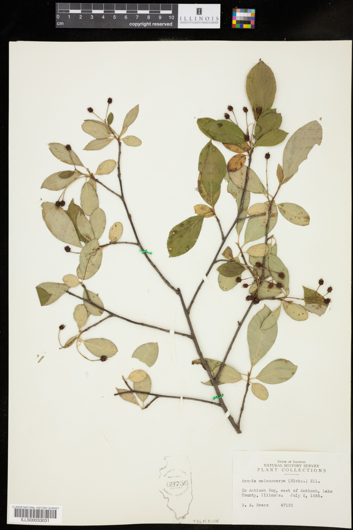 Aronia melanocarpa image