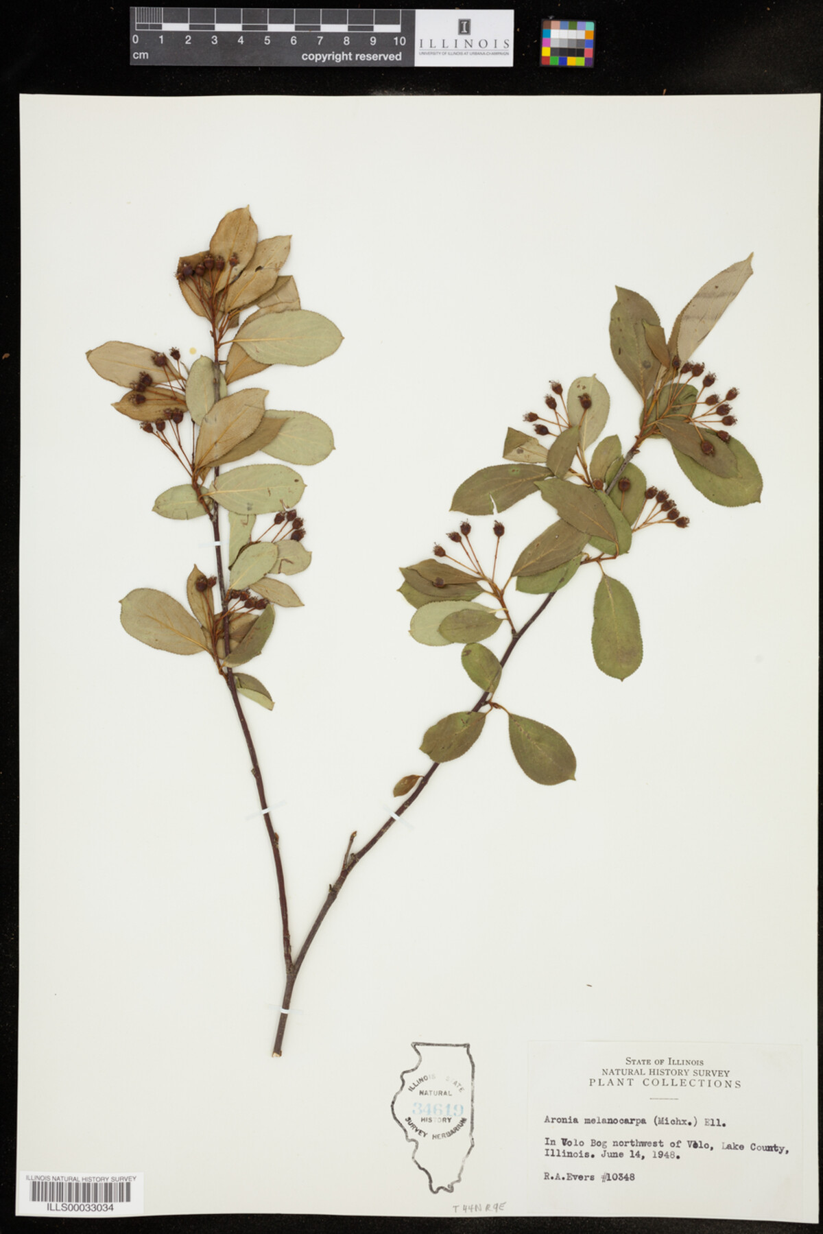 Aronia melanocarpa image