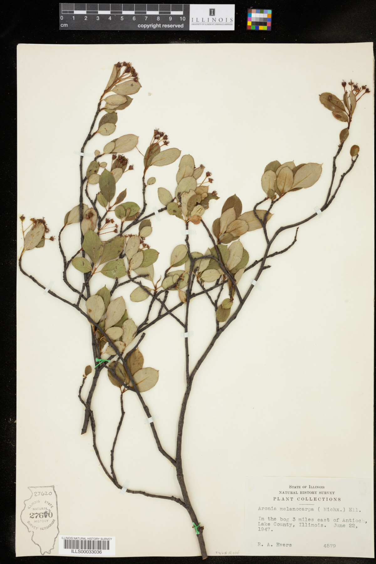 Aronia melanocarpa image