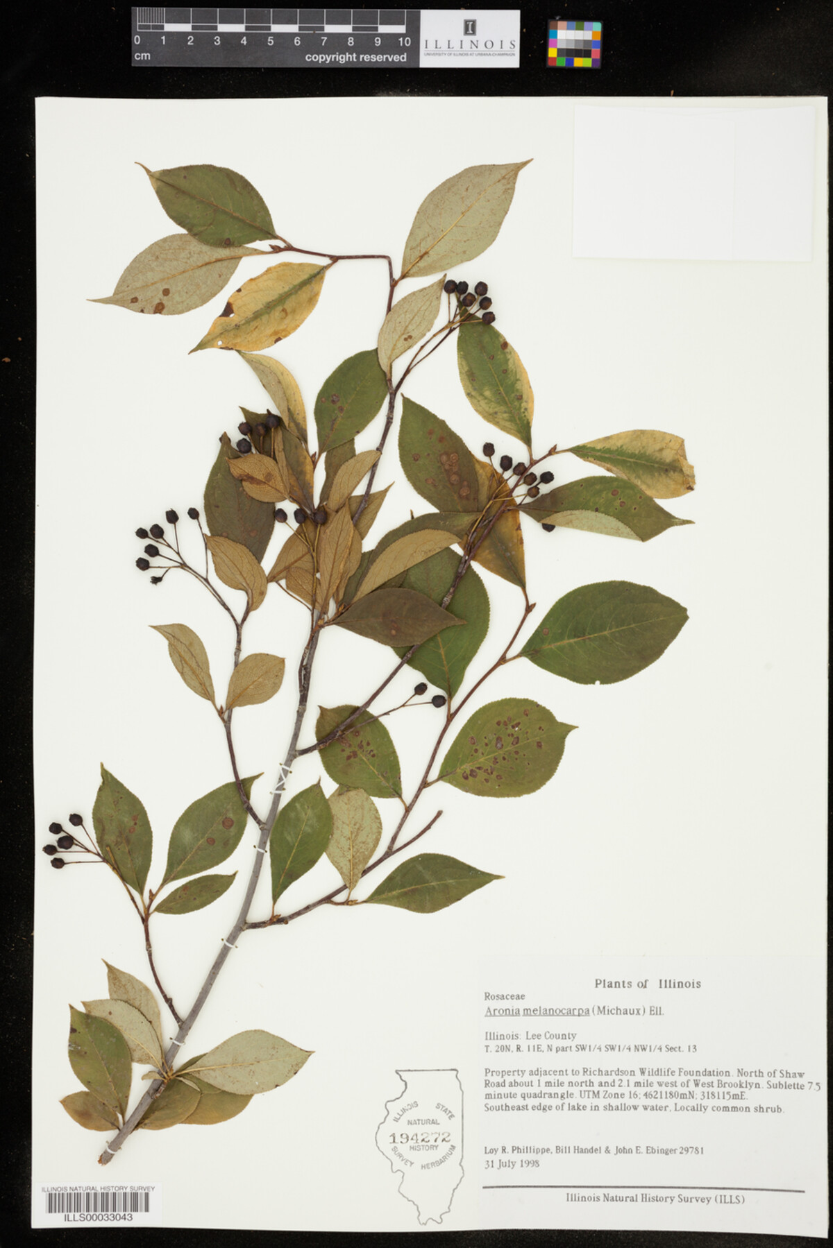 Aronia melanocarpa image