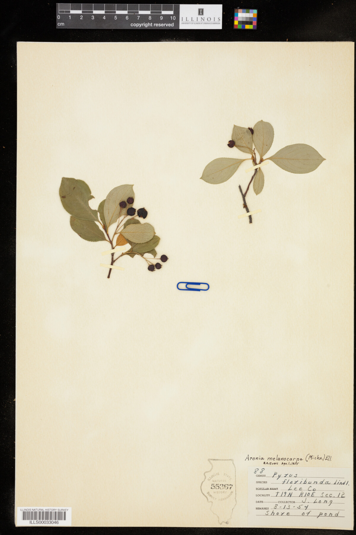 Aronia melanocarpa image