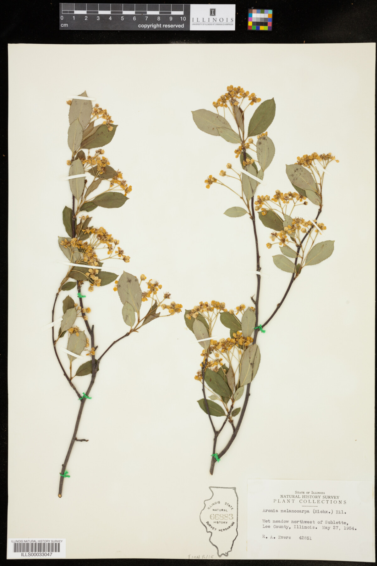 Aronia melanocarpa image