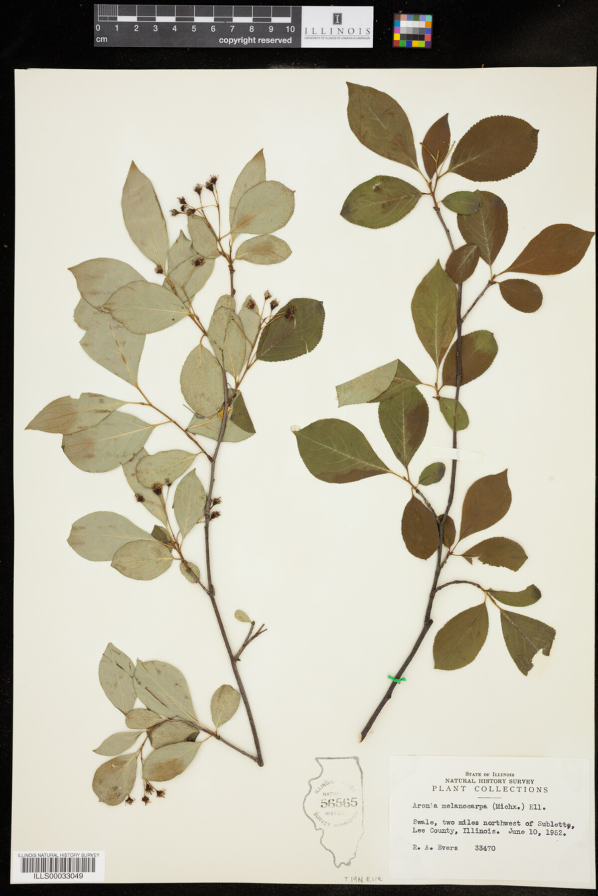 Aronia image