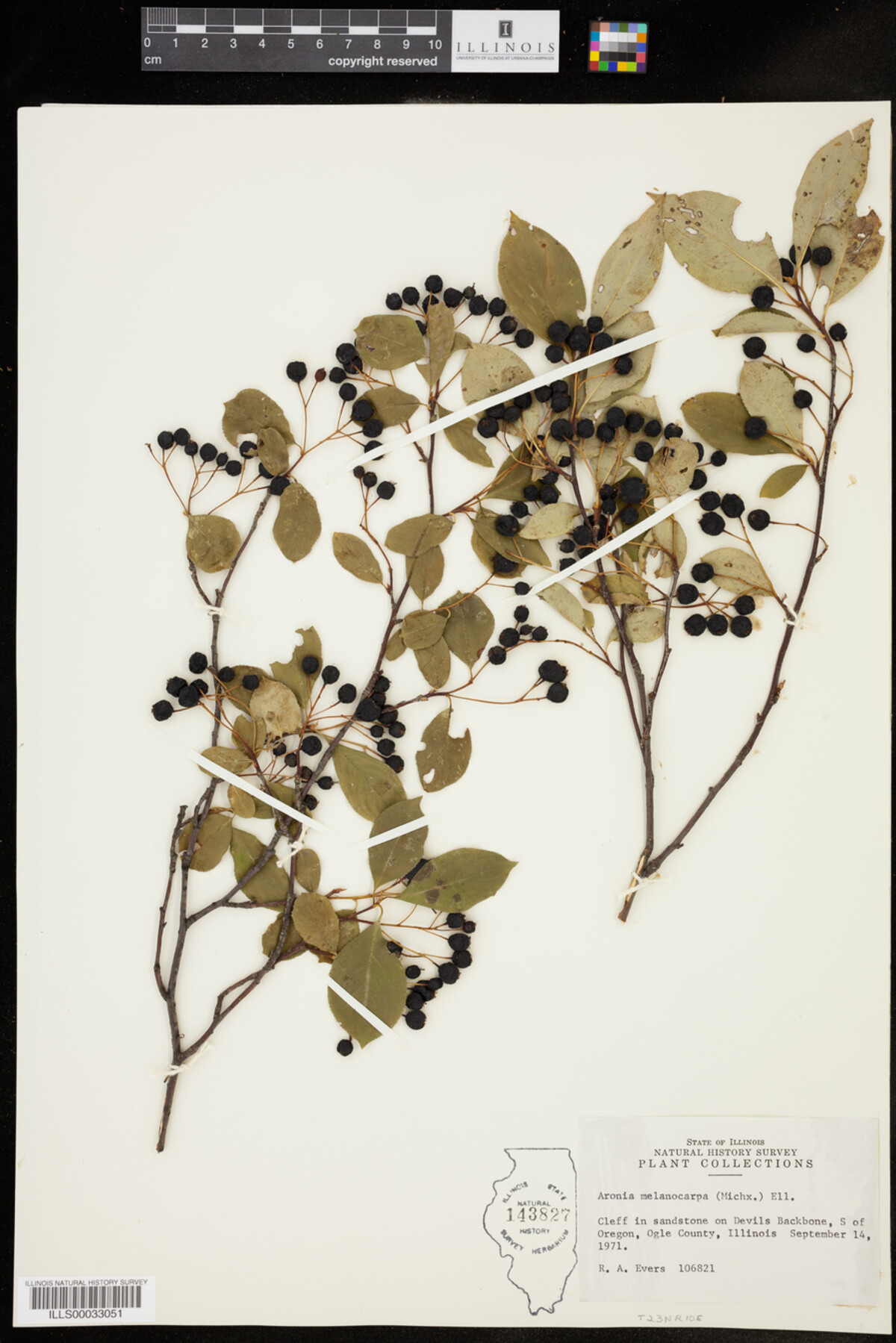 Aronia melanocarpa image