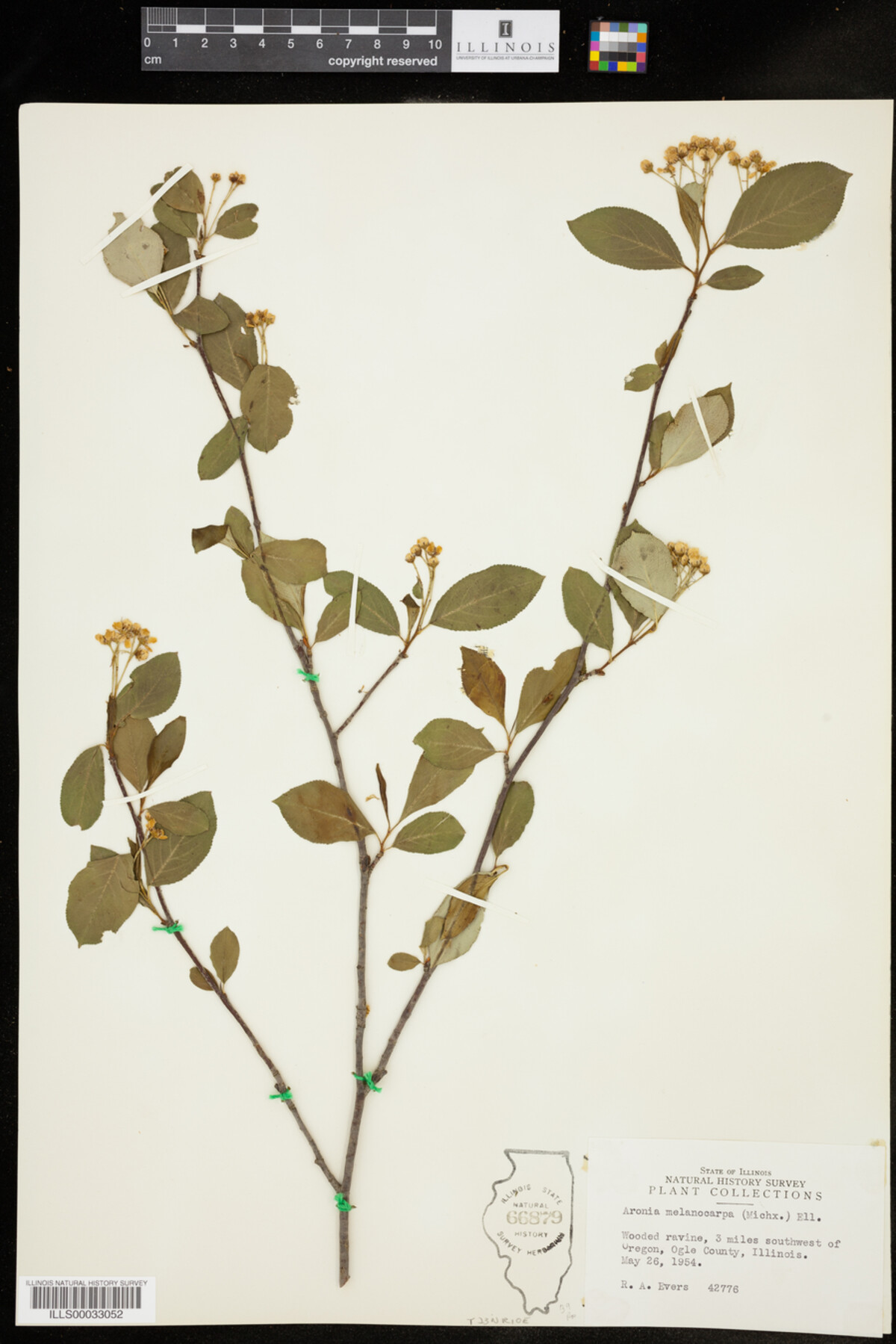 Aronia melanocarpa image