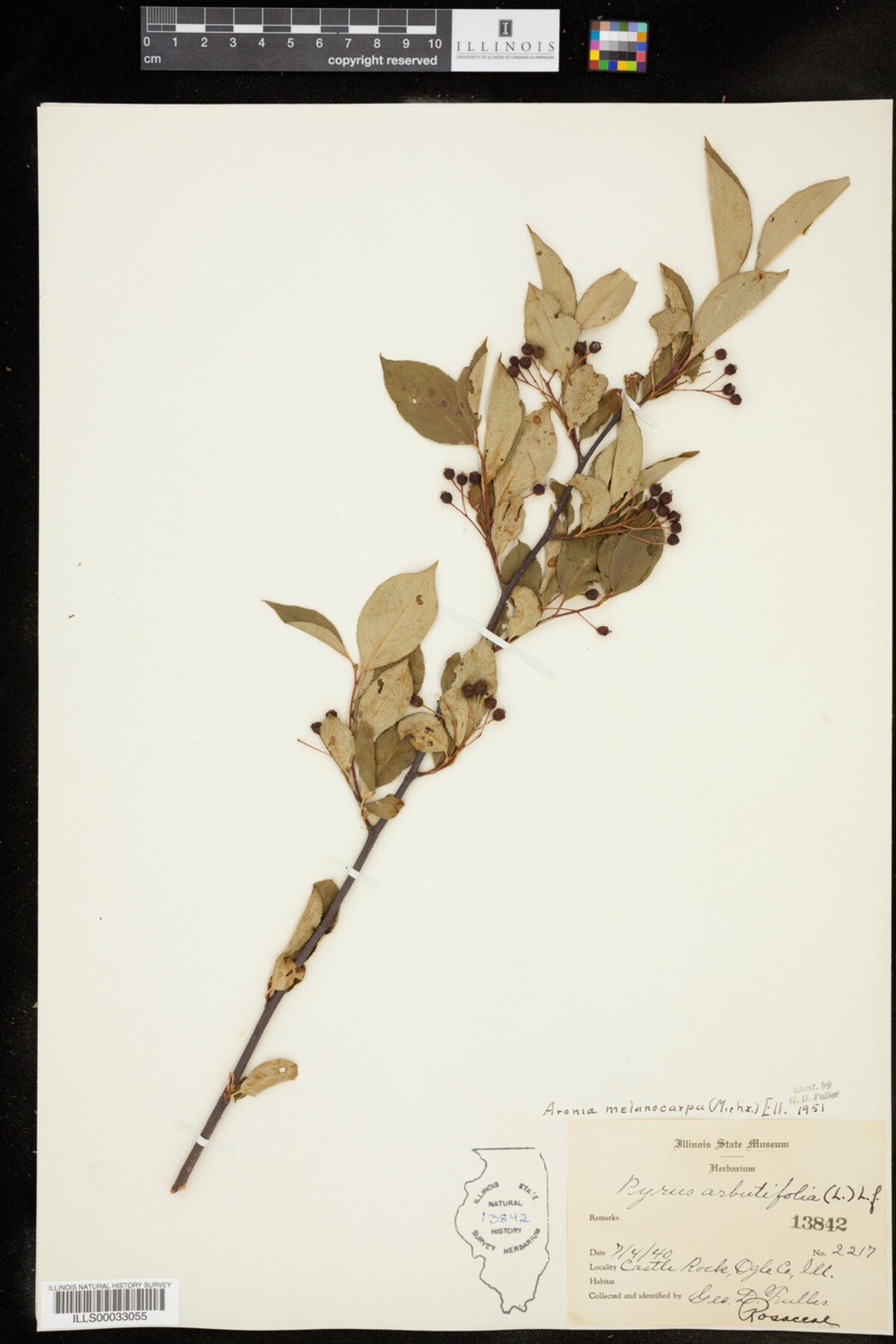 Aronia melanocarpa image