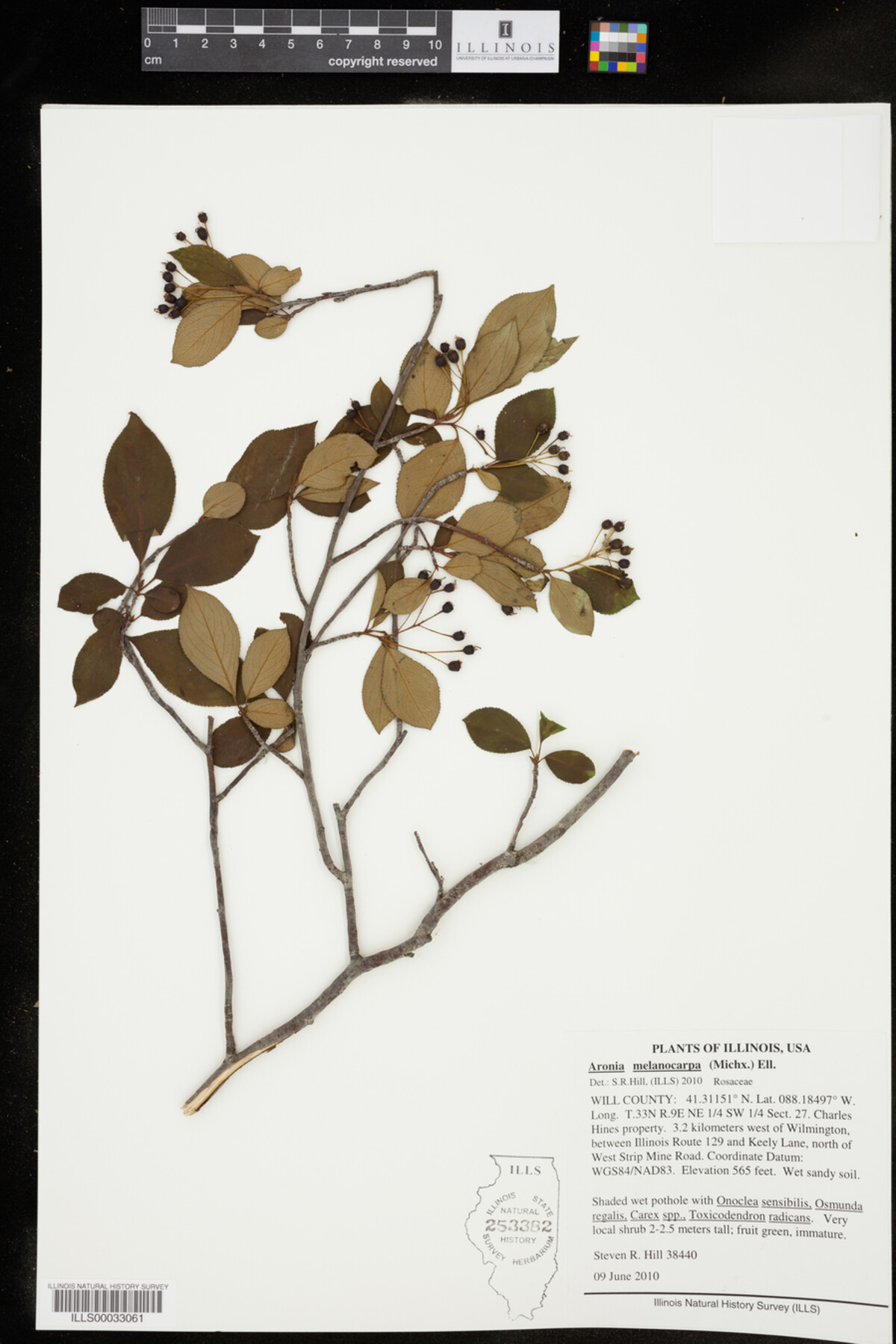 Aronia melanocarpa image