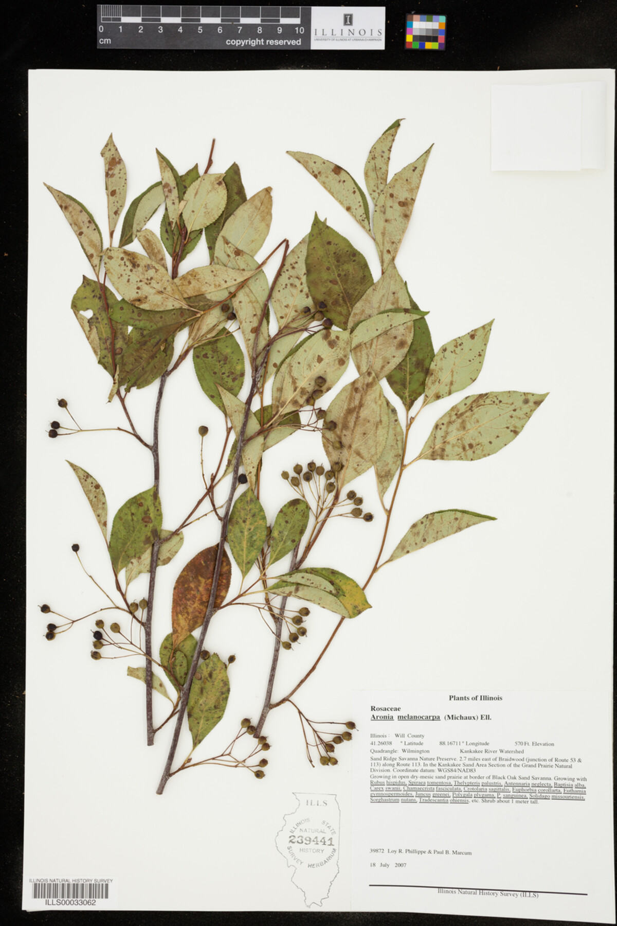 Aronia melanocarpa image