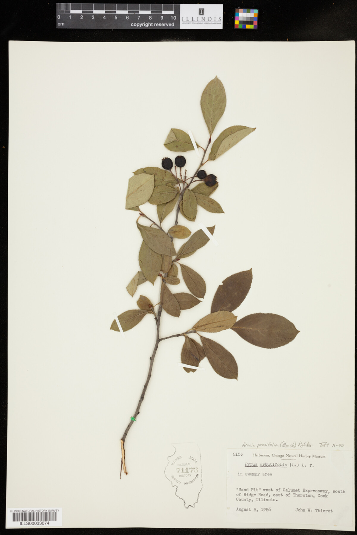 Aronia X prunifolia image