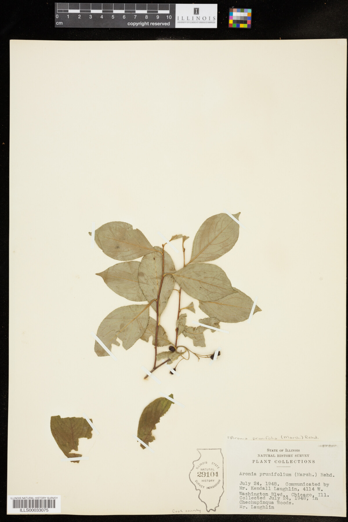 Aronia X prunifolia image