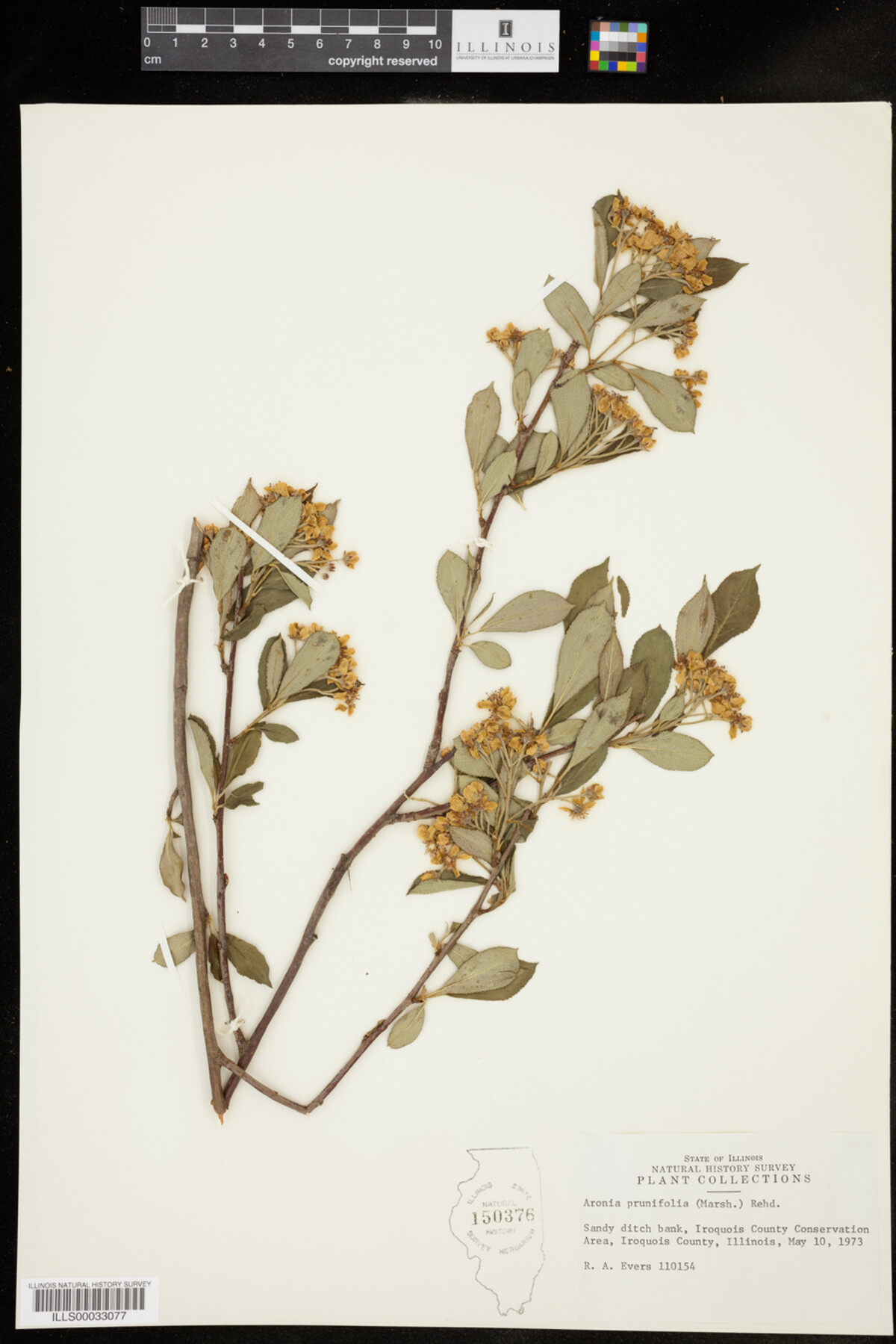 Aronia X prunifolia image