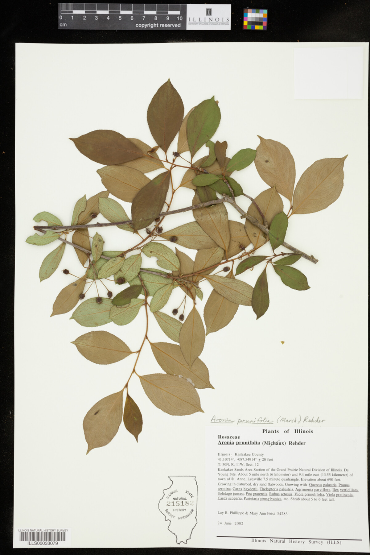 Aronia X prunifolia image