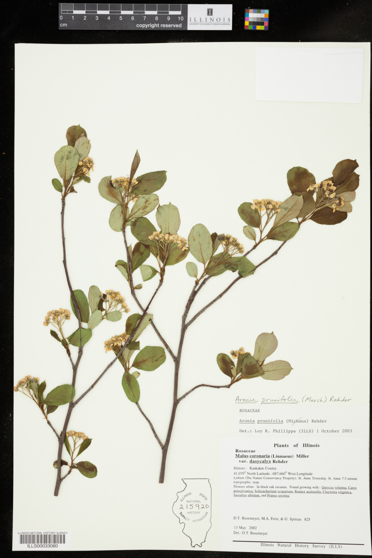 Aronia X prunifolia image