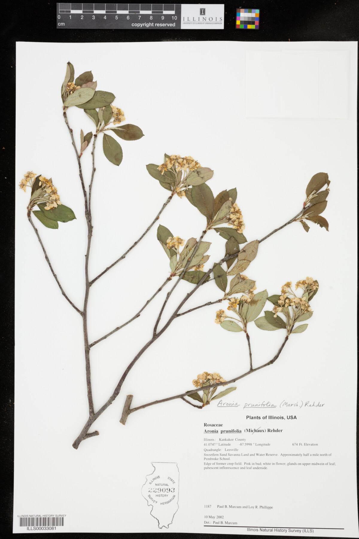 Aronia X prunifolia image
