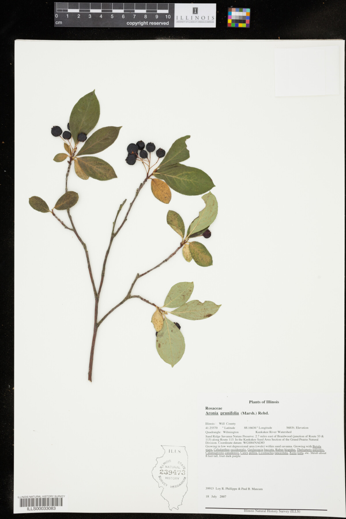 Aronia X prunifolia image