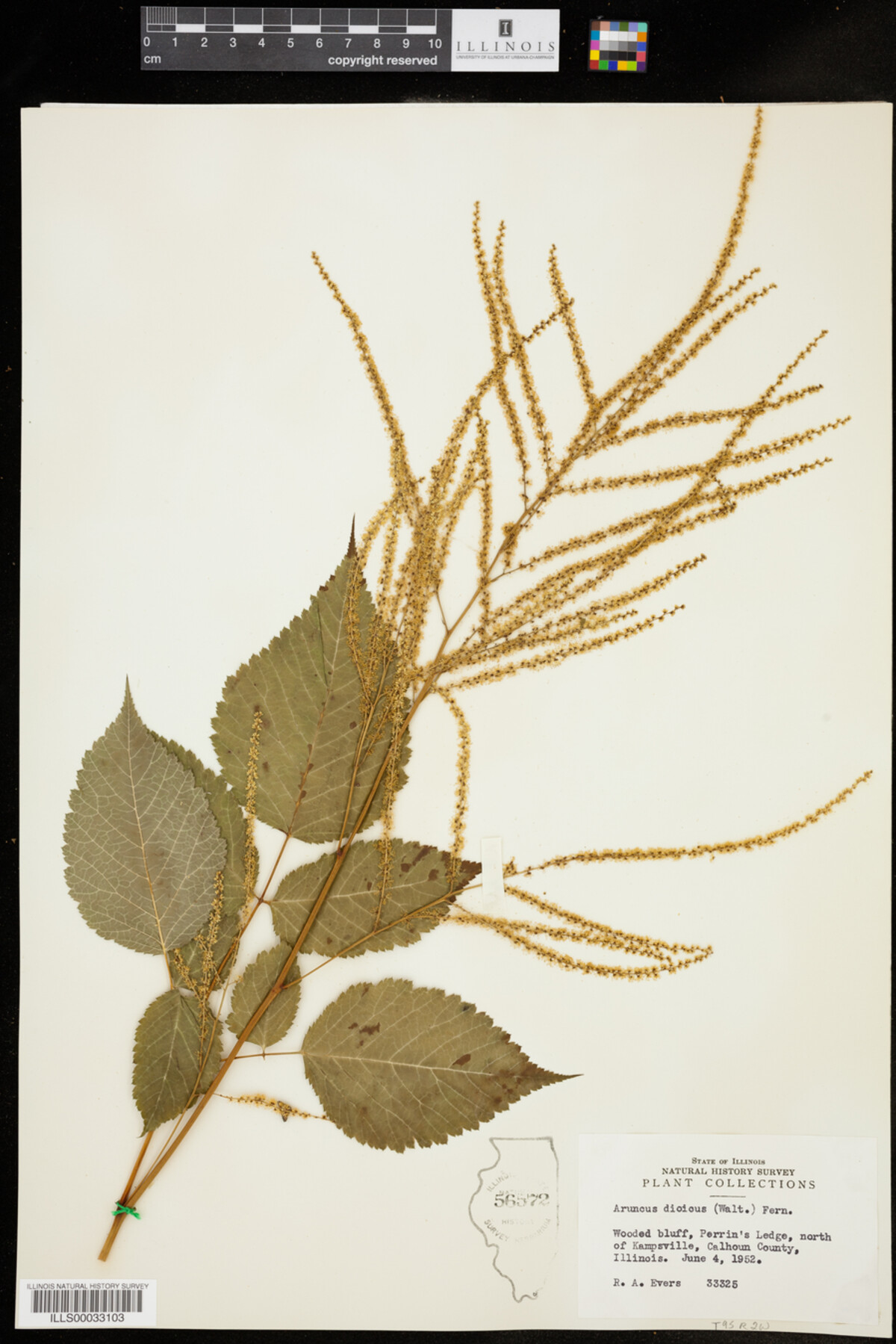 Aruncus dioicus image