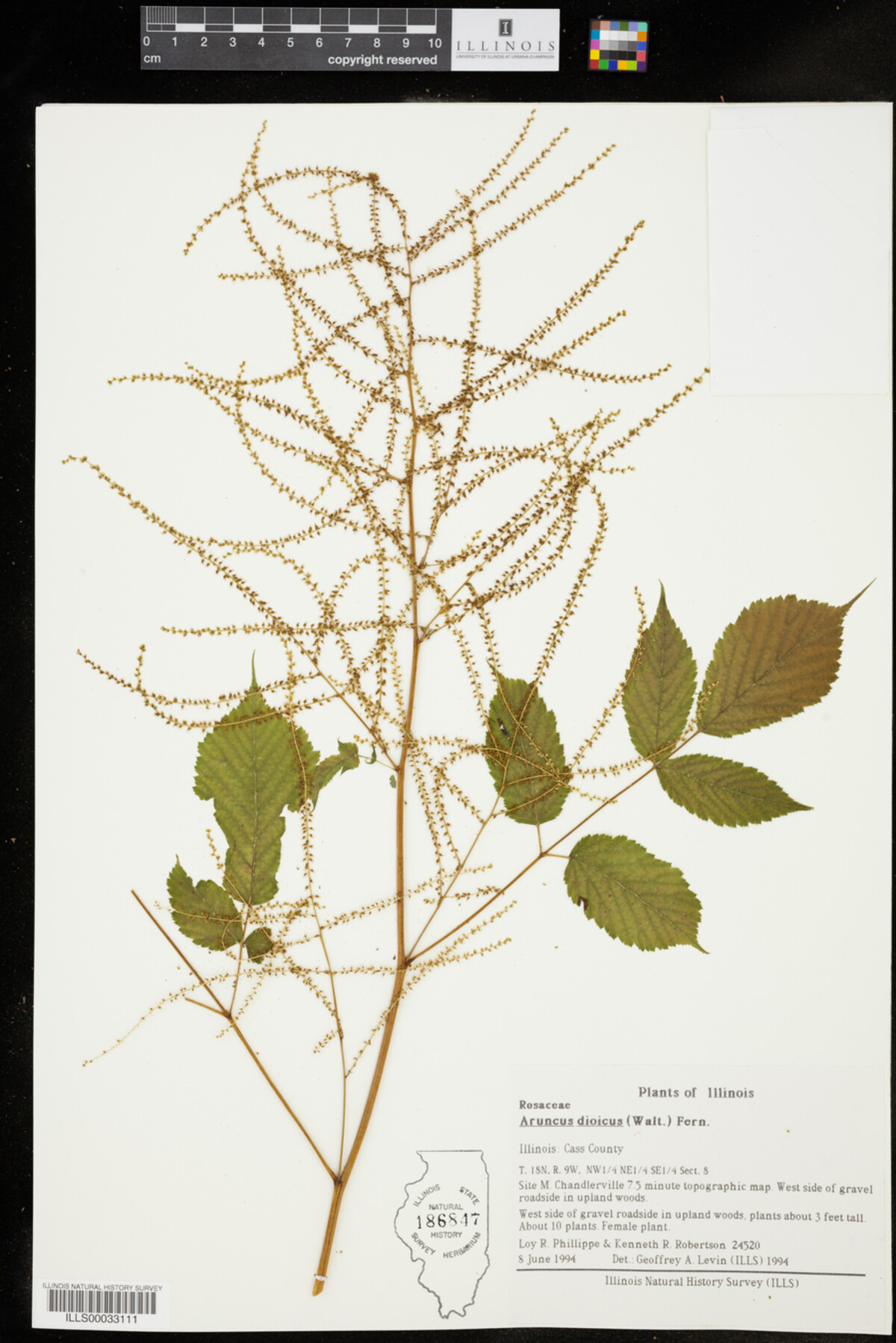 Aruncus dioicus image