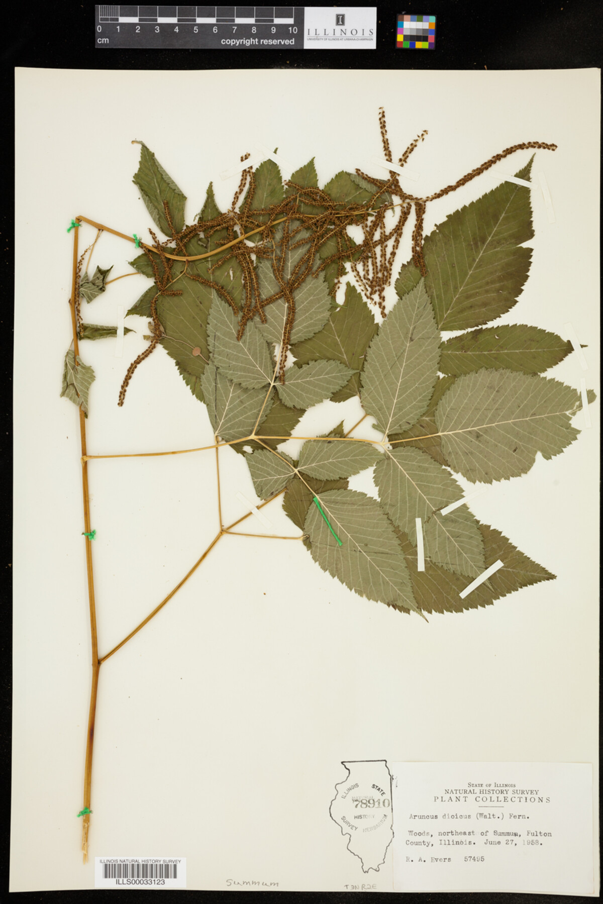 Aruncus dioicus image