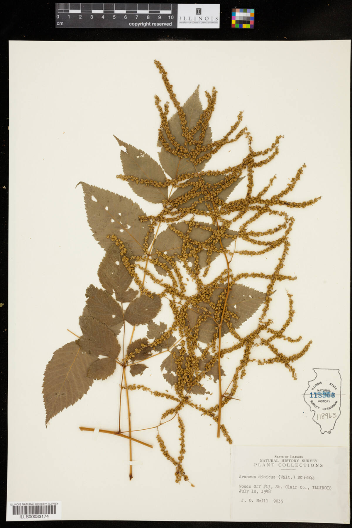 Aruncus dioicus image