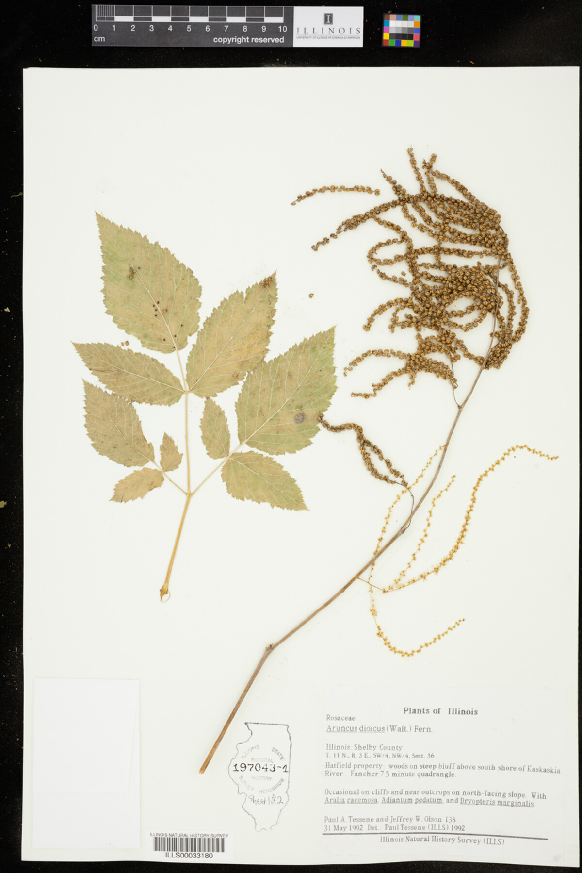 Aruncus dioicus image