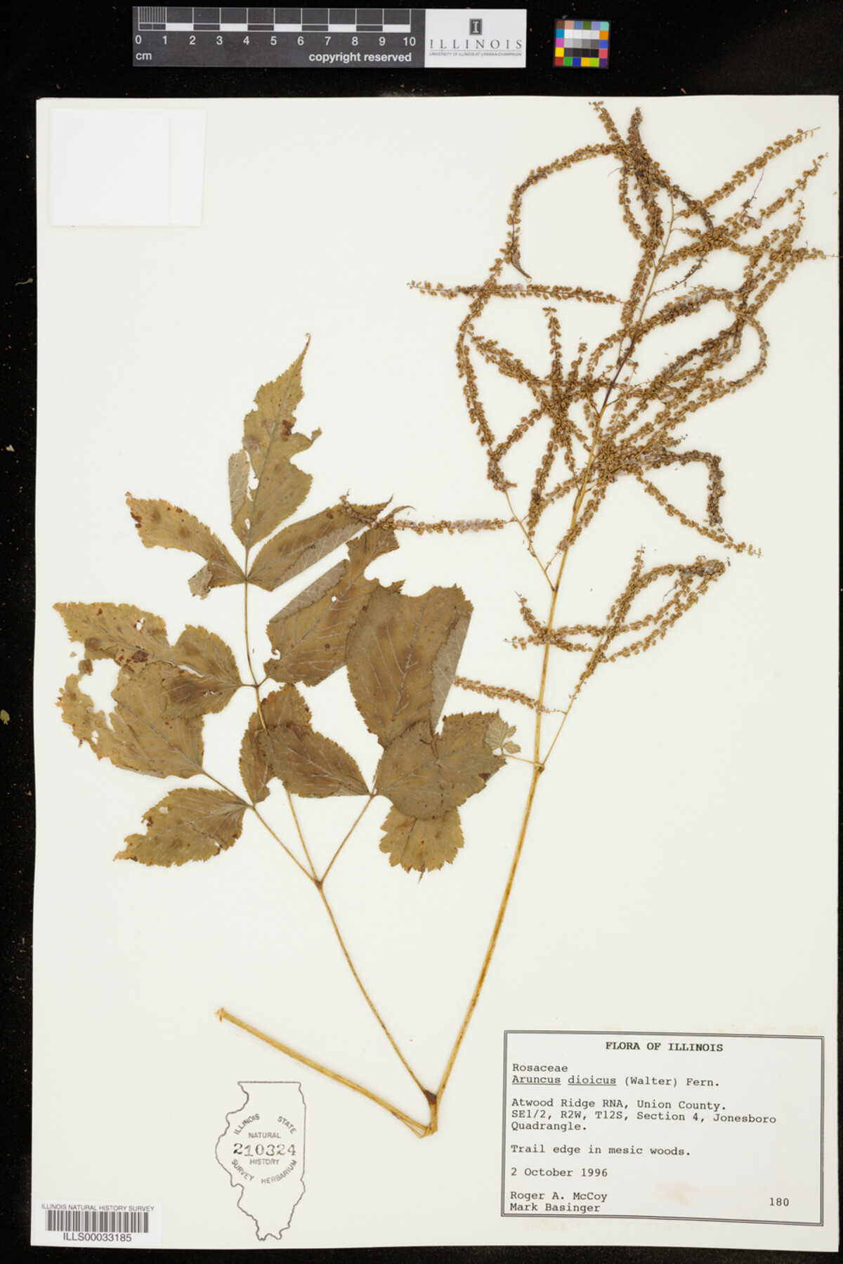 Aruncus dioicus image